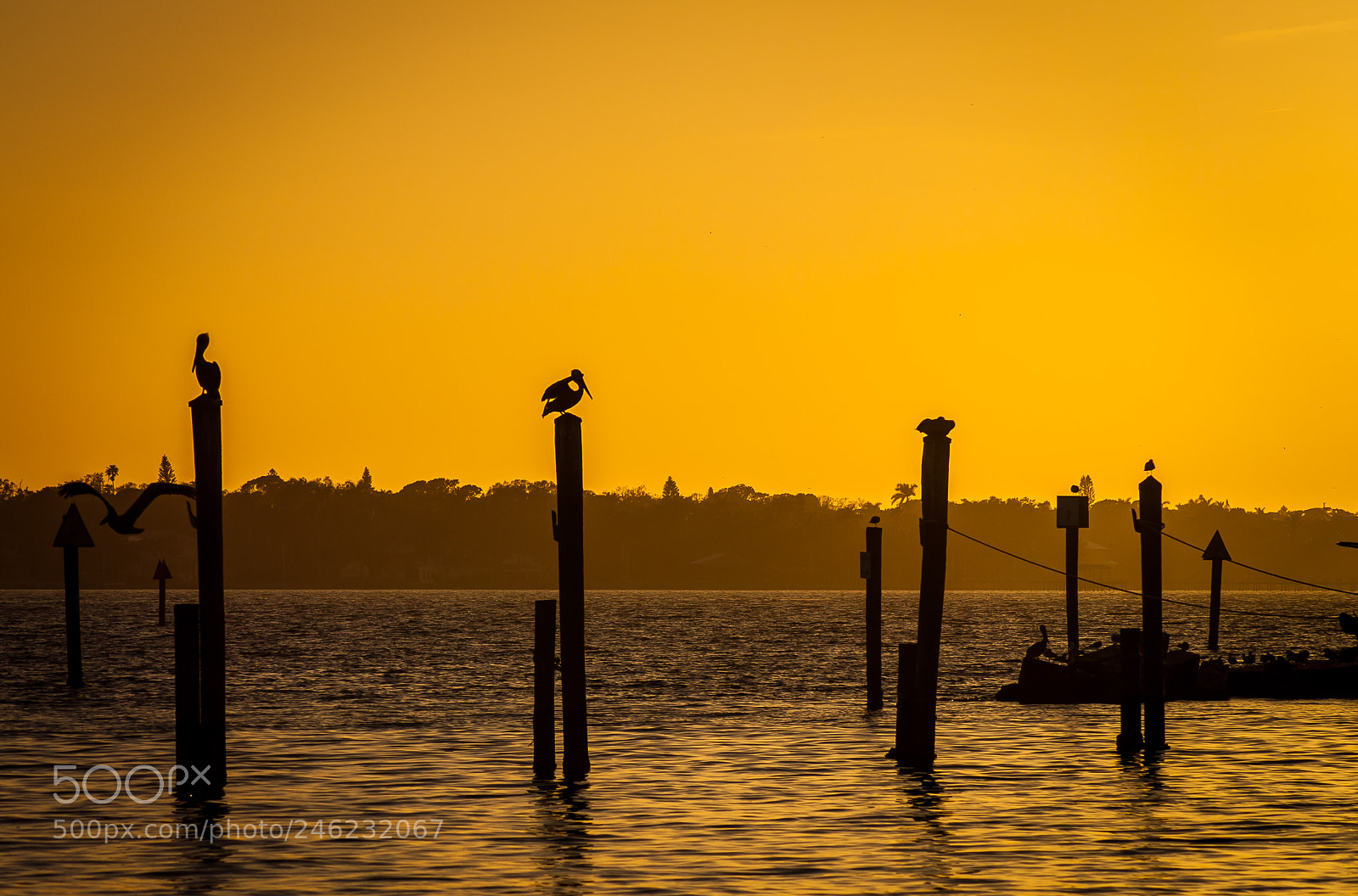 Nikon D5000 sample photo. Pelicans at the pier photography