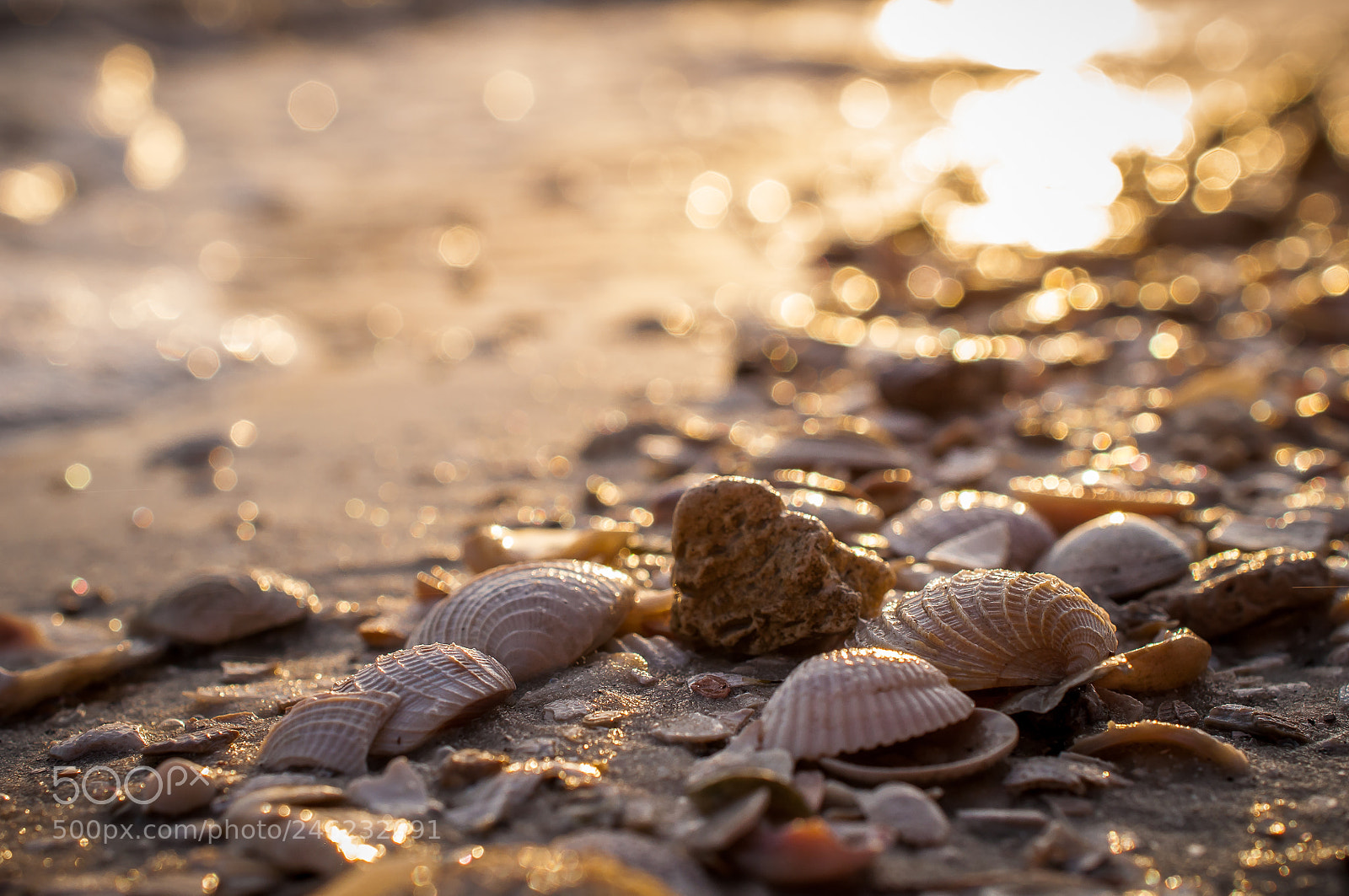 Nikon D5000 sample photo. Shells on beach at photography