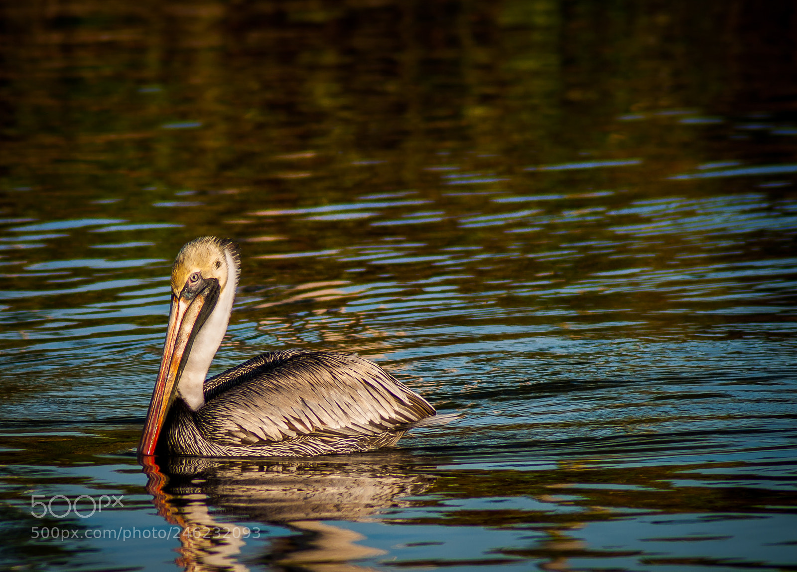 Nikon D5000 sample photo. Solo brown pelican photography