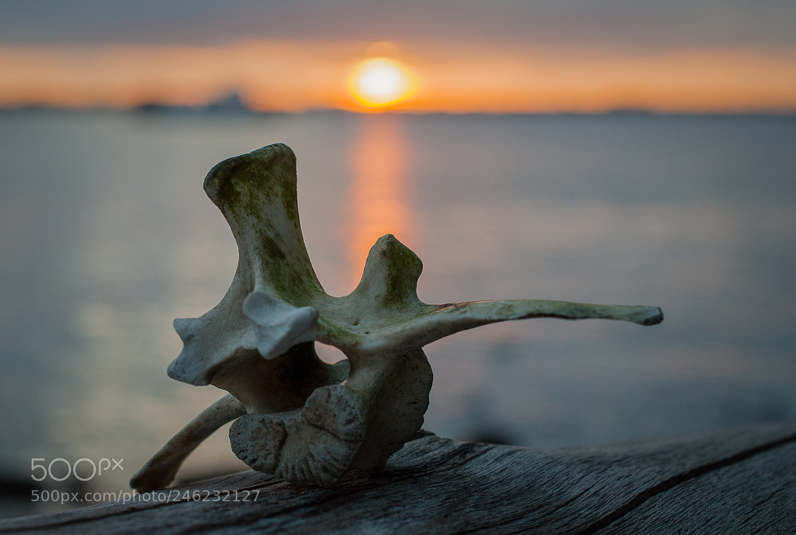 Nikon D5000 sample photo. Sunset bone snead island photography