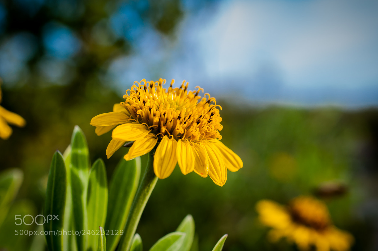 Nikon D5000 sample photo. Wild flower neal preserve photography