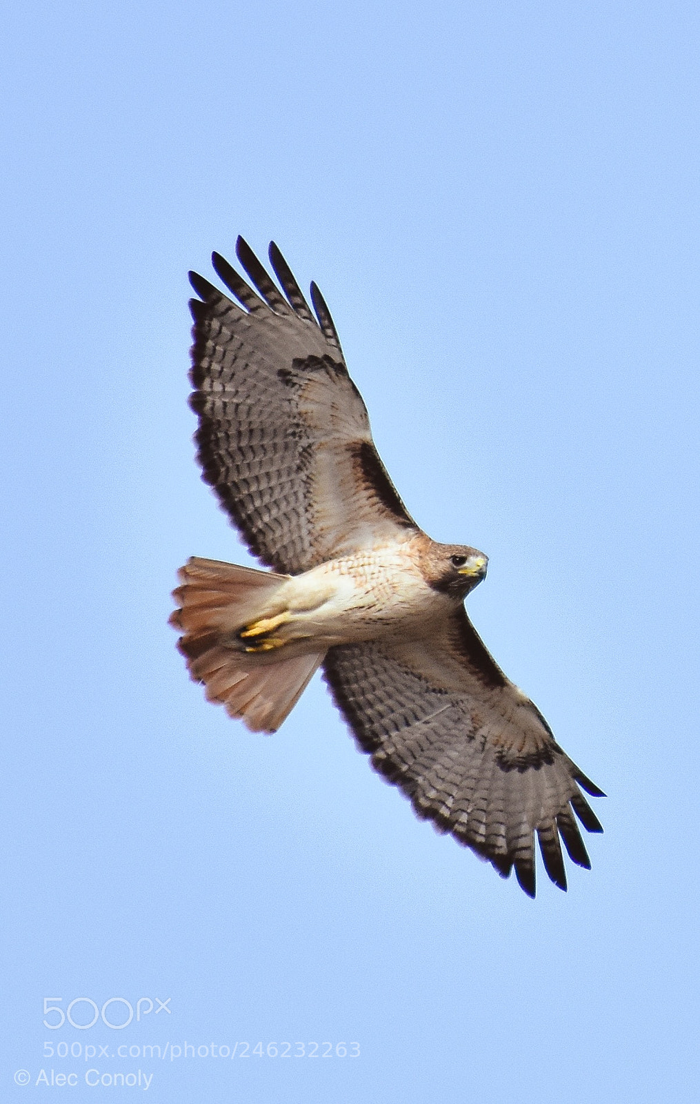 Nikon D3400 sample photo. Blue skies and red photography