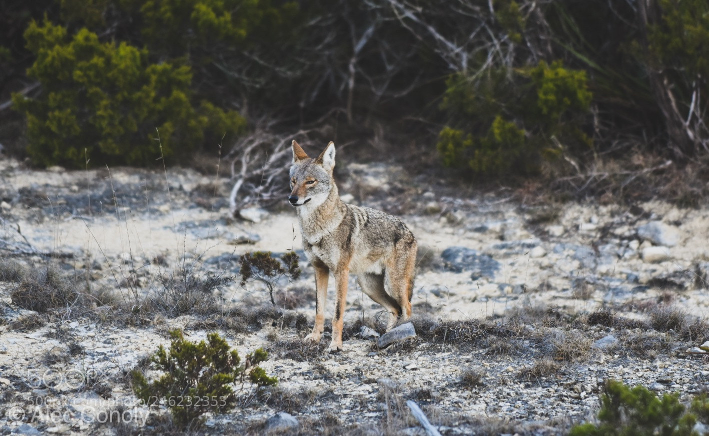 Nikon D3400 sample photo. Coyote (not so) ugly photography