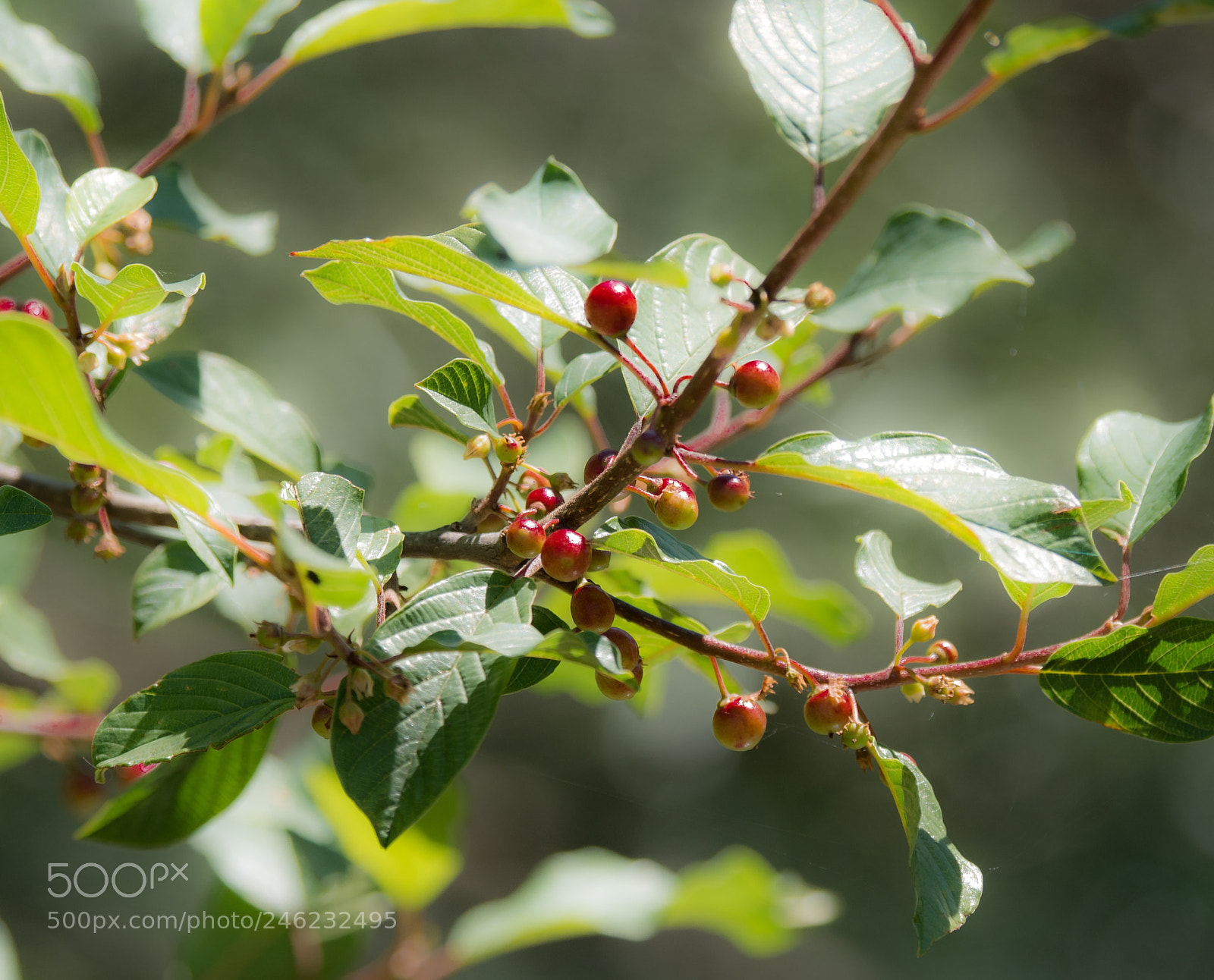 Panasonic DMC-G70 sample photo. Berries photography