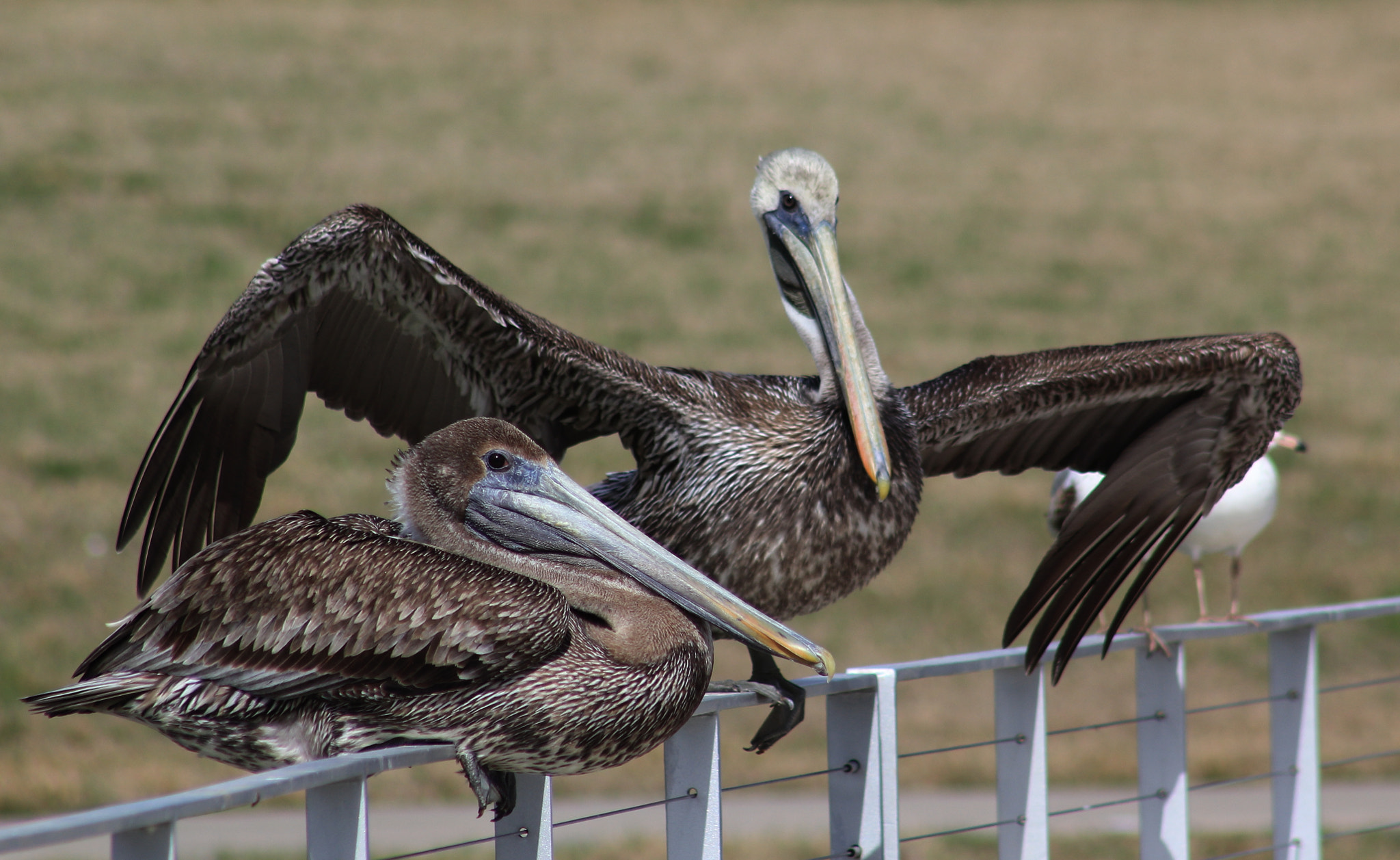Canon EOS 60D + EF75-300mm f/4-5.6 sample photo. Brown pelican photography