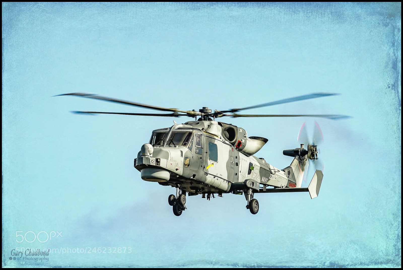 Sony SLT-A99V sample photo. Wildcat photography