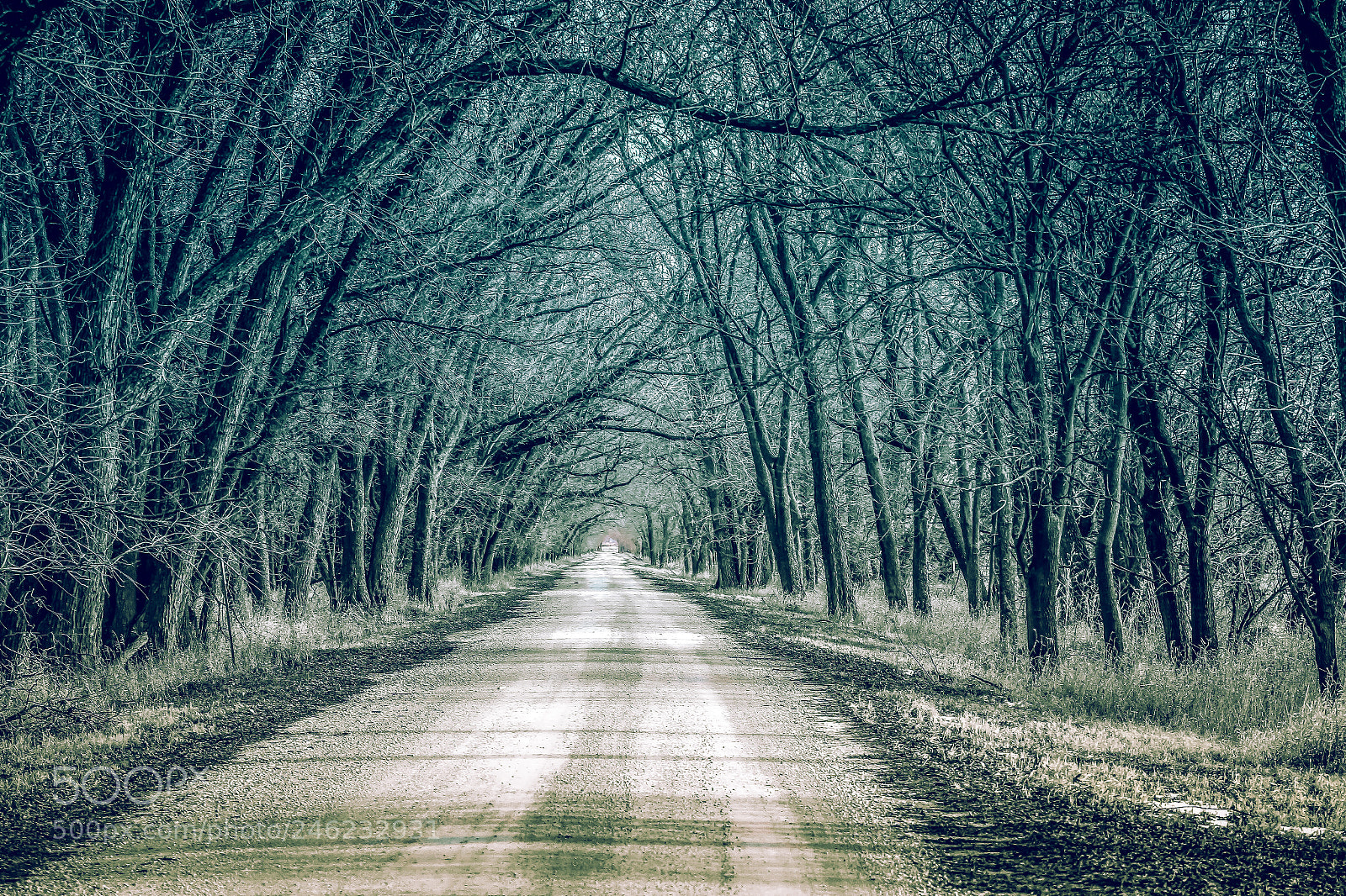 Canon EOS 7D Mark II sample photo. The lane photography