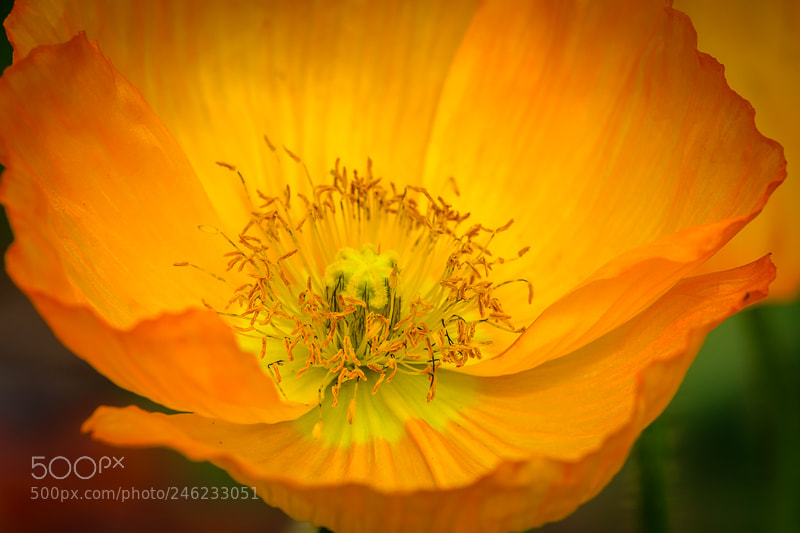 Nikon D7200 sample photo. Radiant and delicate photography