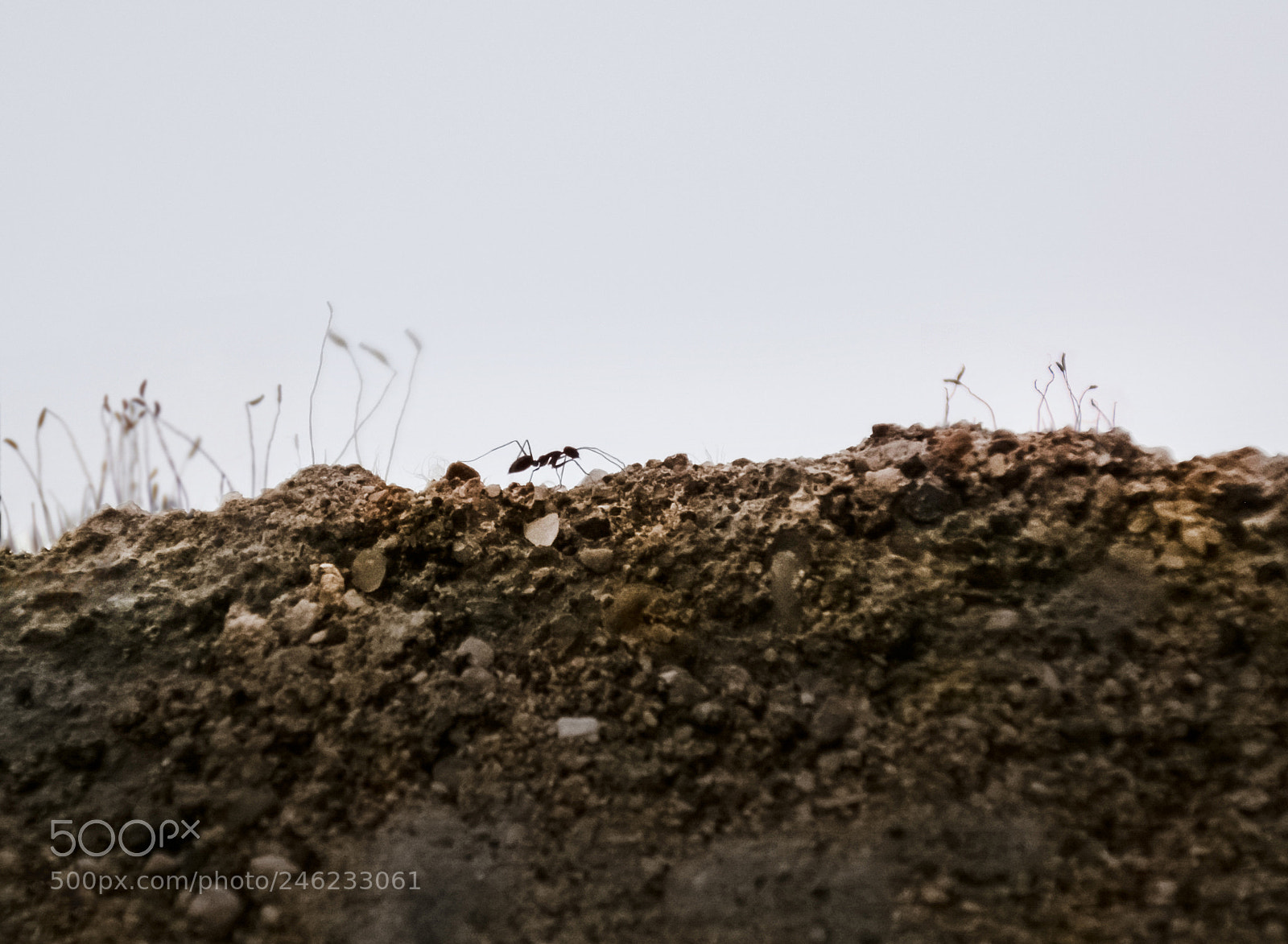 Nikon D7100 sample photo. Ant photography
