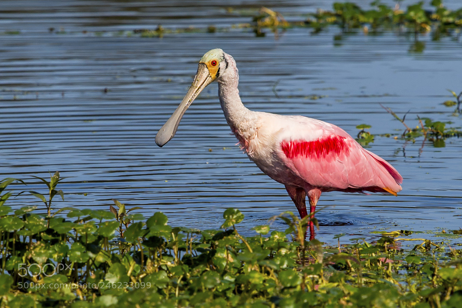 Nikon D4 sample photo. Roseate spoonbill photography