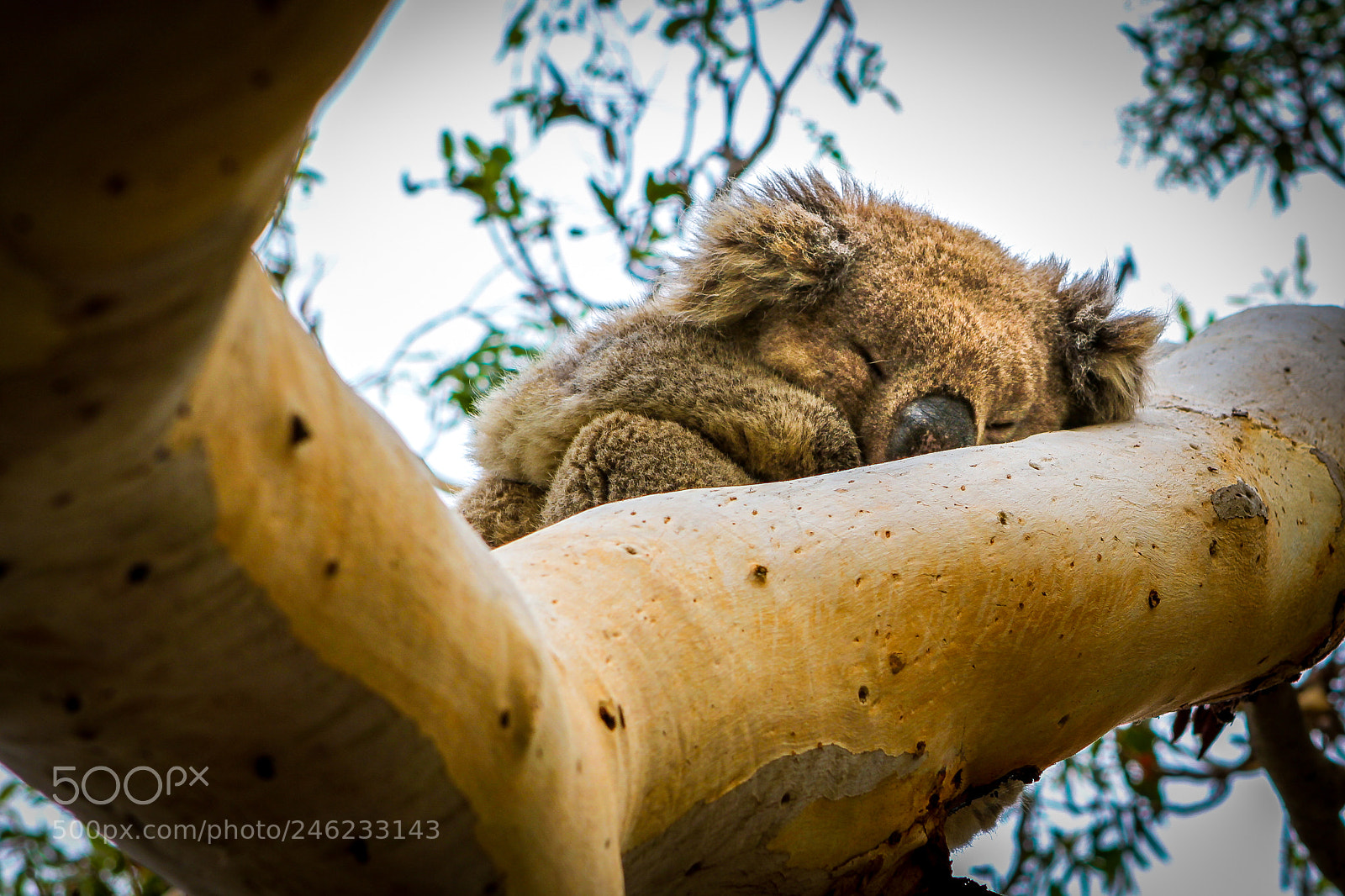 Canon EOS 7D sample photo. Sleeping beauty photography