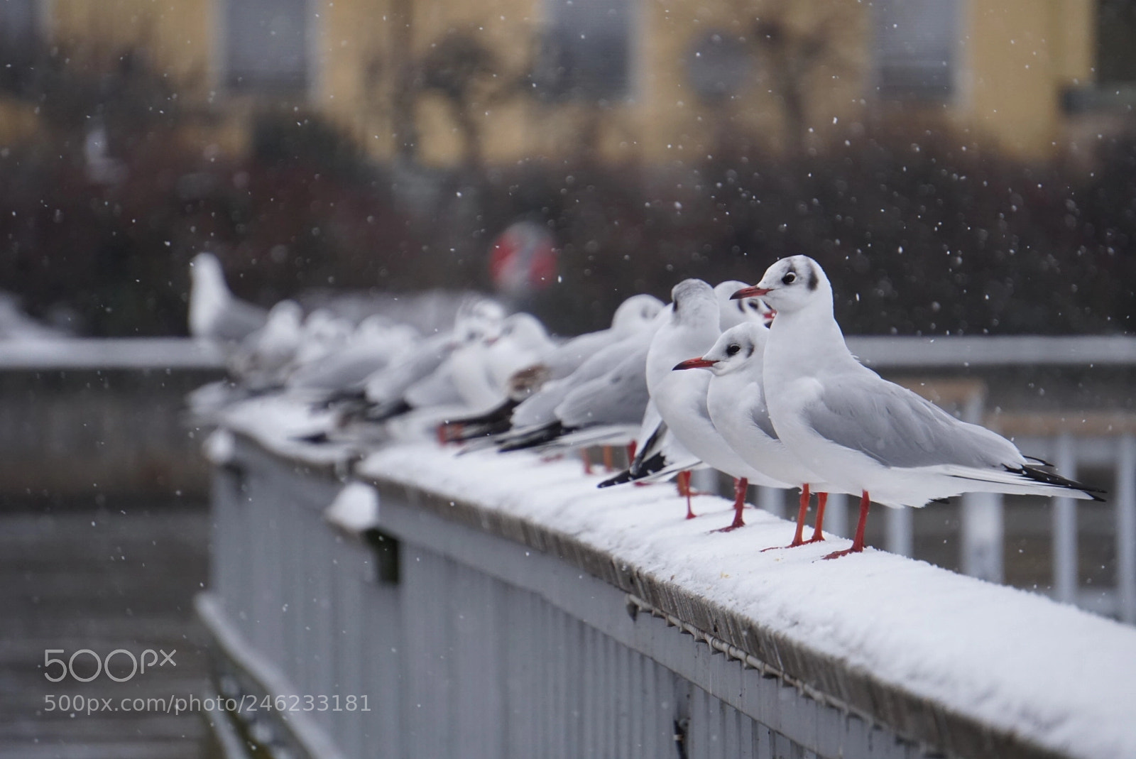 Sony a6300 sample photo. Not all birds migrate photography