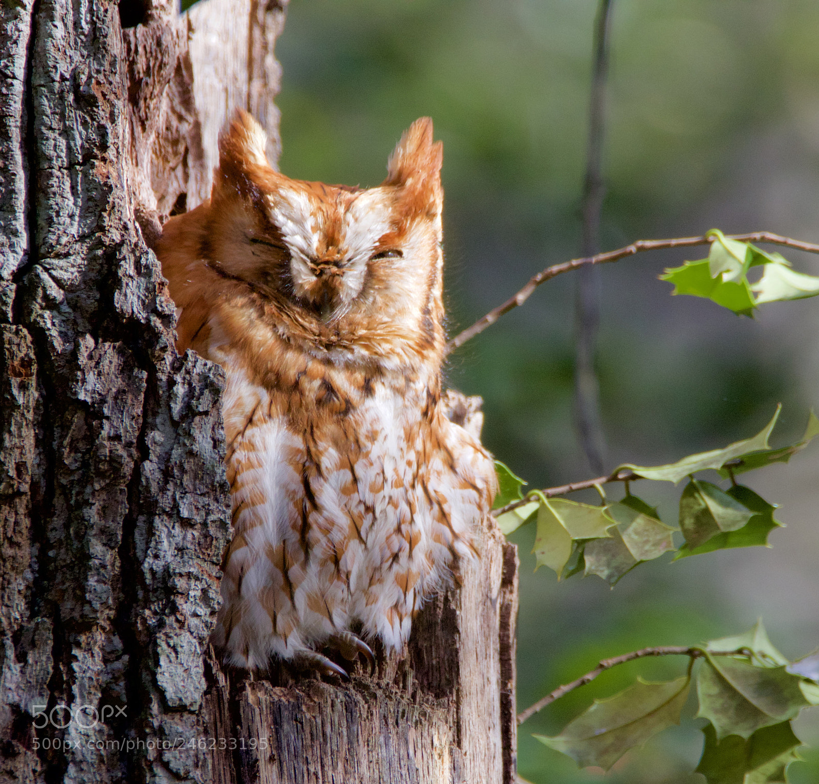 Canon EOS 7D Mark II sample photo. Screech owl photography