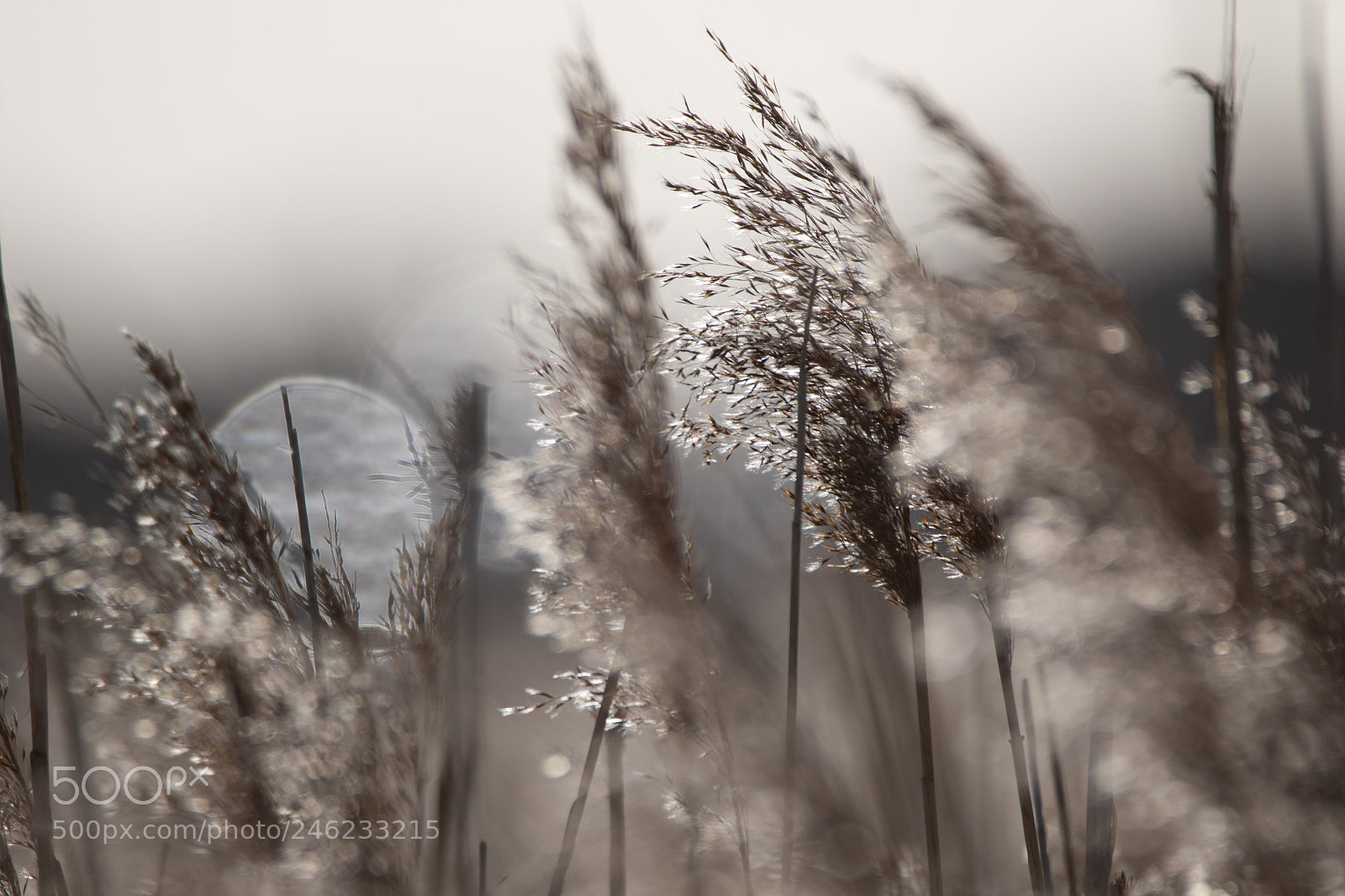 Canon EOS 7D Mark II sample photo. Shimmering photography