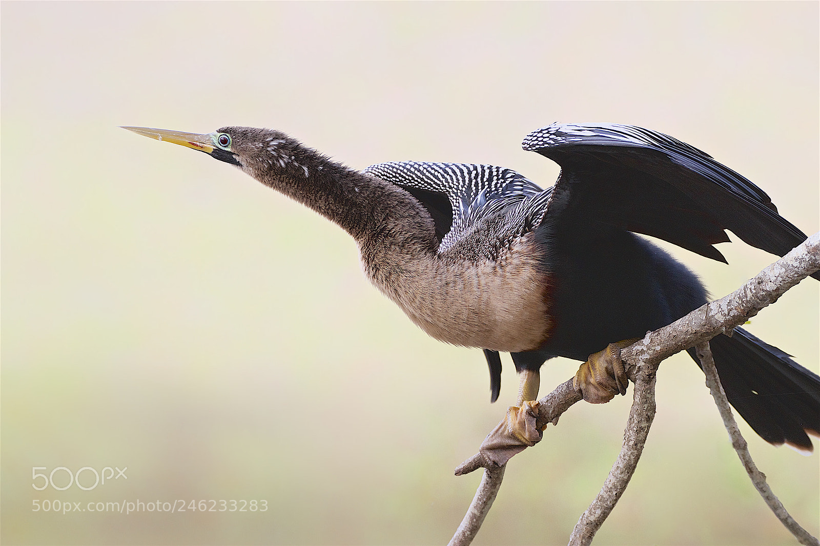 Canon EOS 7D sample photo. Female anhinga photography