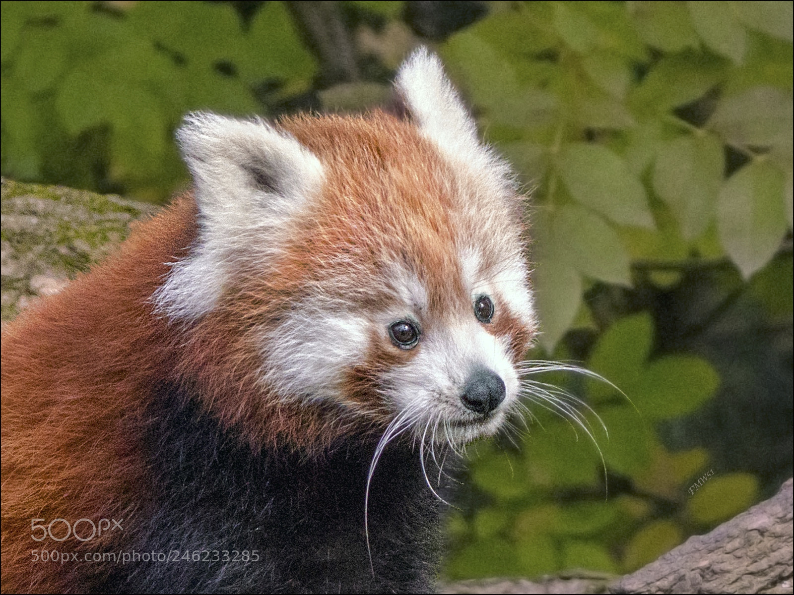 Sony ILCA-77M2 sample photo. Portrait red panda photography
