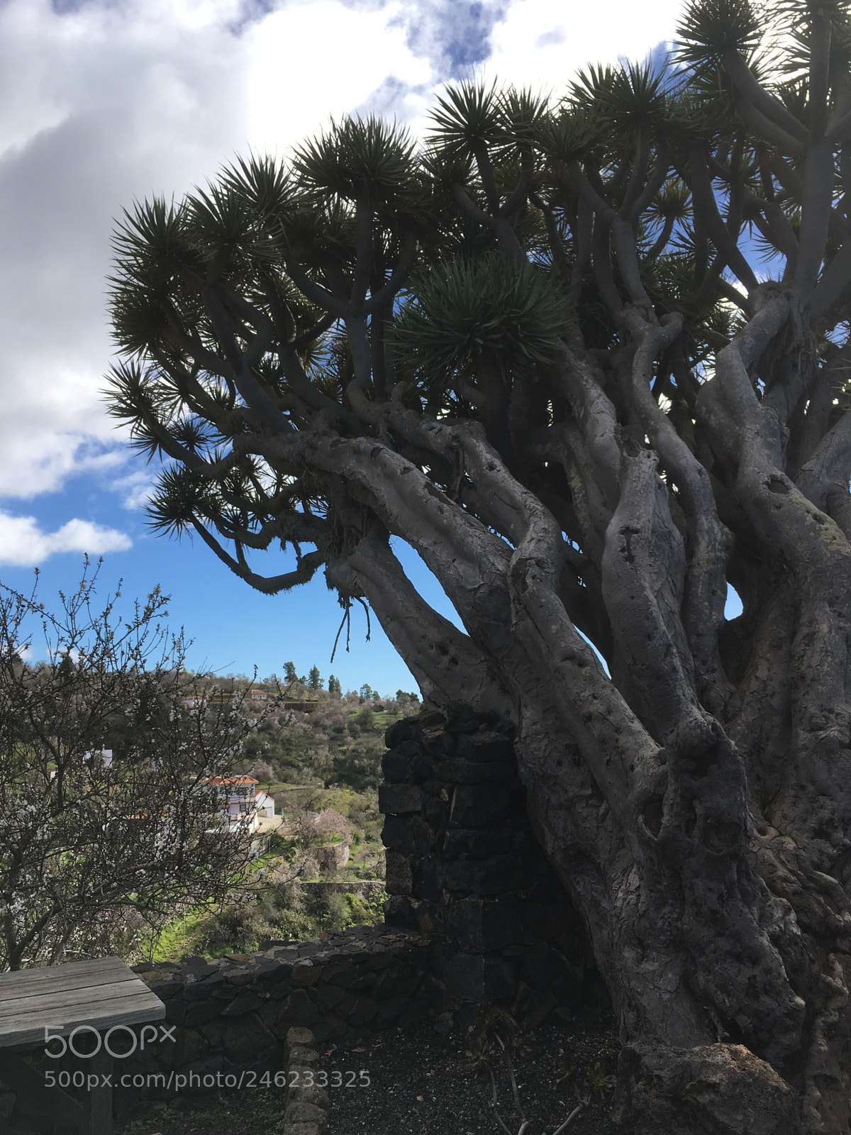 Apple iPhone SE sample photo. La palma photography