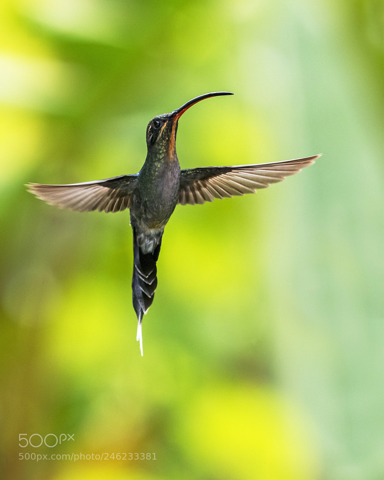 Nikon D500 sample photo. Green hermit in flight photography
