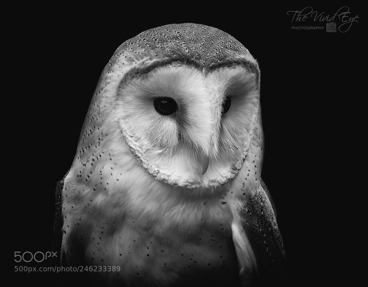 Fujifilm X-T2 sample photo. Barn owl photography