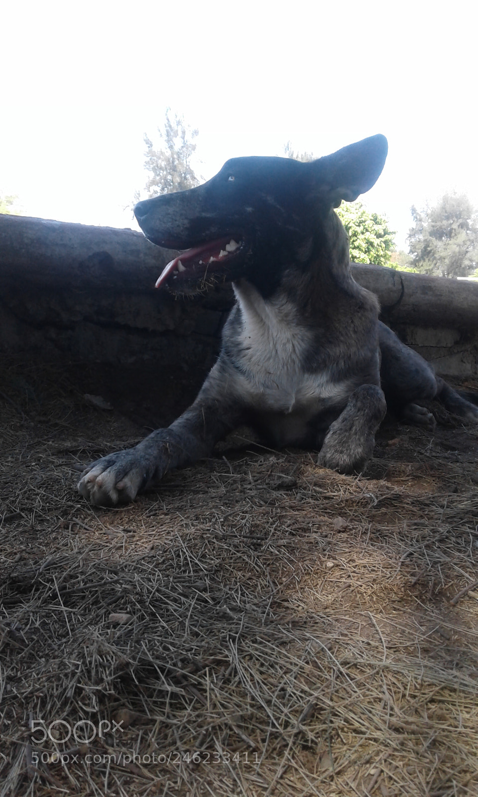 Samsung Galaxy J1 sample photo. Vida de perro photography