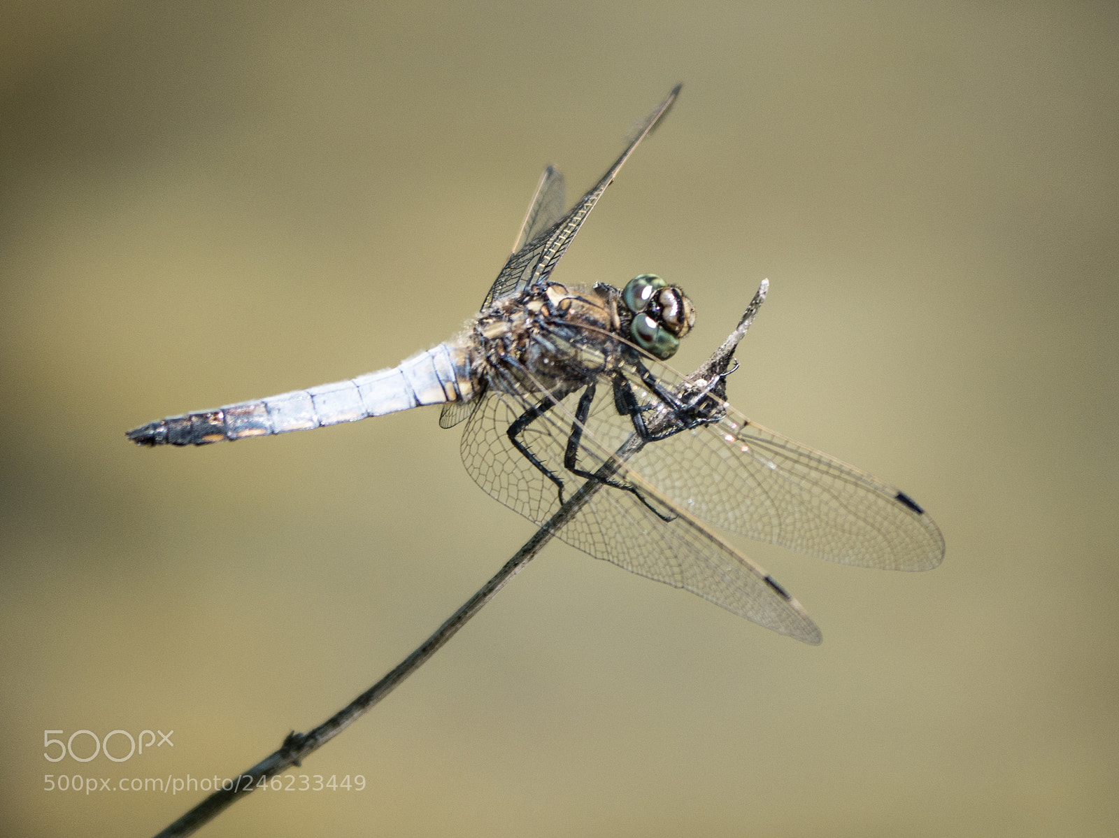 Panasonic DMC-G70 sample photo. Dragonfly photography