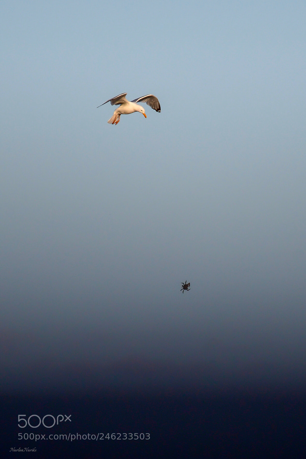 Nikon D500 sample photo. Seagull and crab / 3 photography