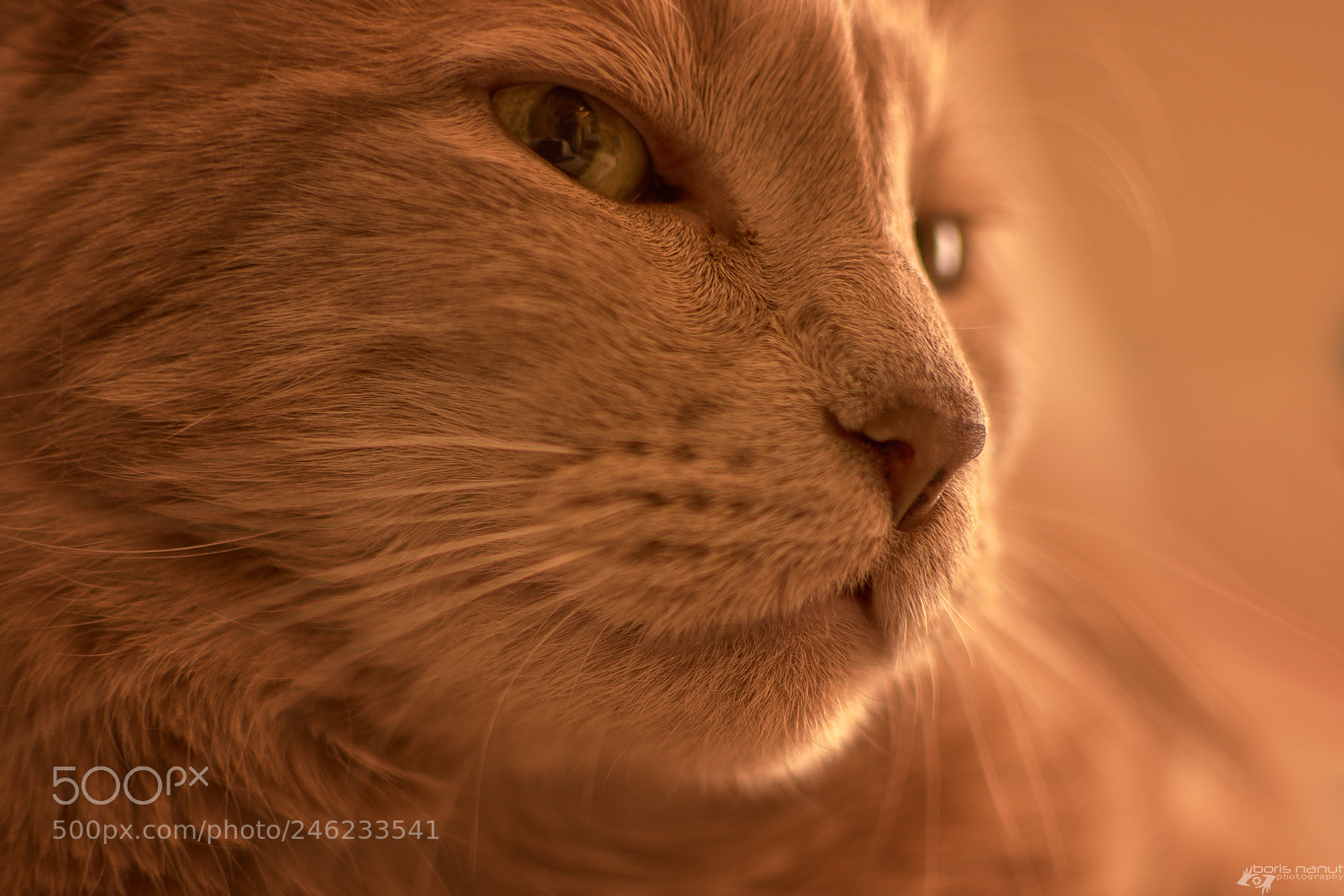 Nikon D7200 sample photo. The look in his photography