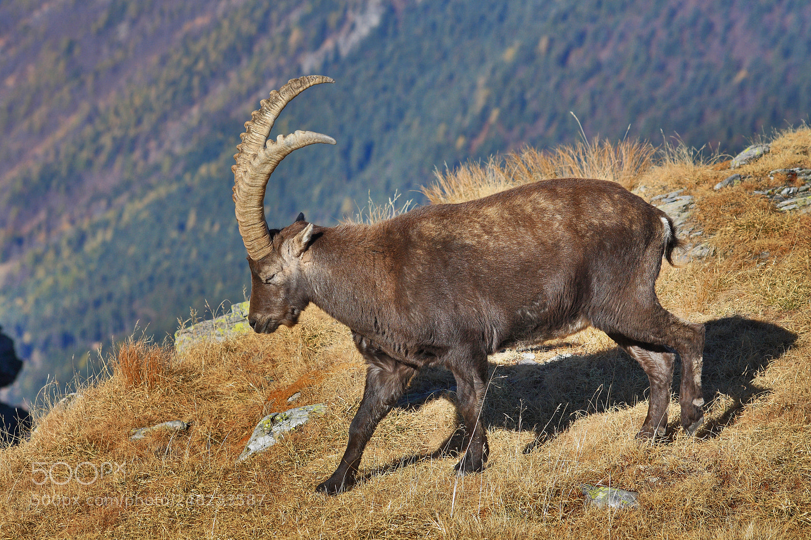 Canon EOS 1000D (EOS Digital Rebel XS / EOS Kiss F) sample photo. Great horns photography