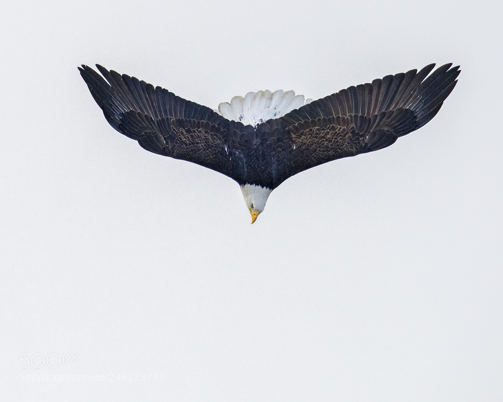 Nikon D850 sample photo. Diving bald eagle photography