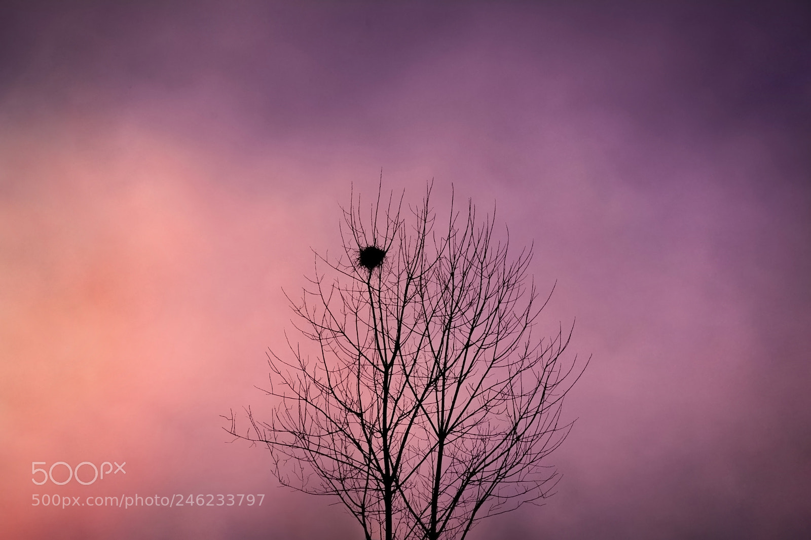Nikon D7100 sample photo. Purple sky photography