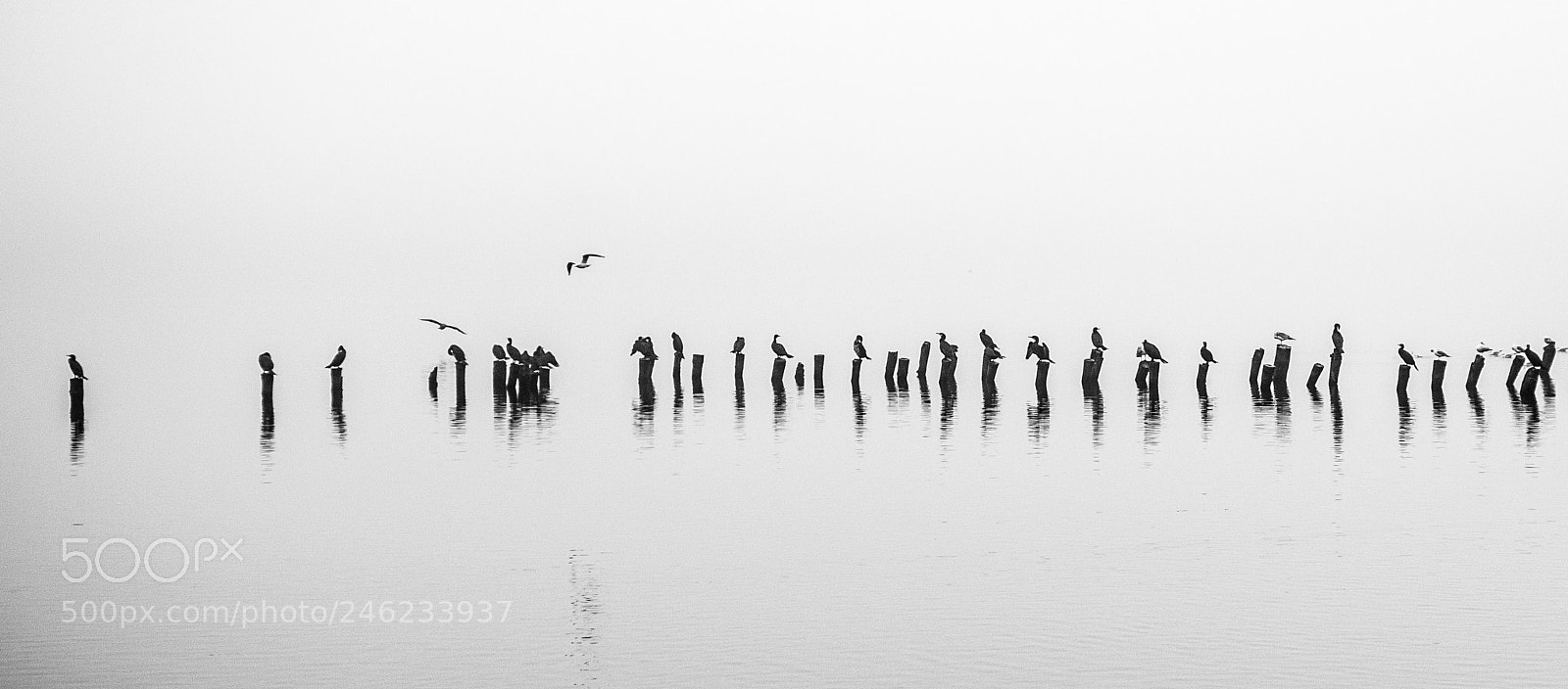 Pentax K-50 sample photo. Foggy photography
