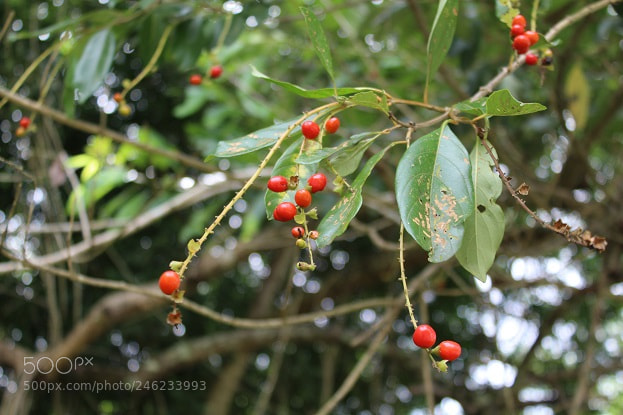 Canon EOS 1300D (EOS Rebel T6 / EOS Kiss X80) sample photo. Cytharexyllum myrianthum photography