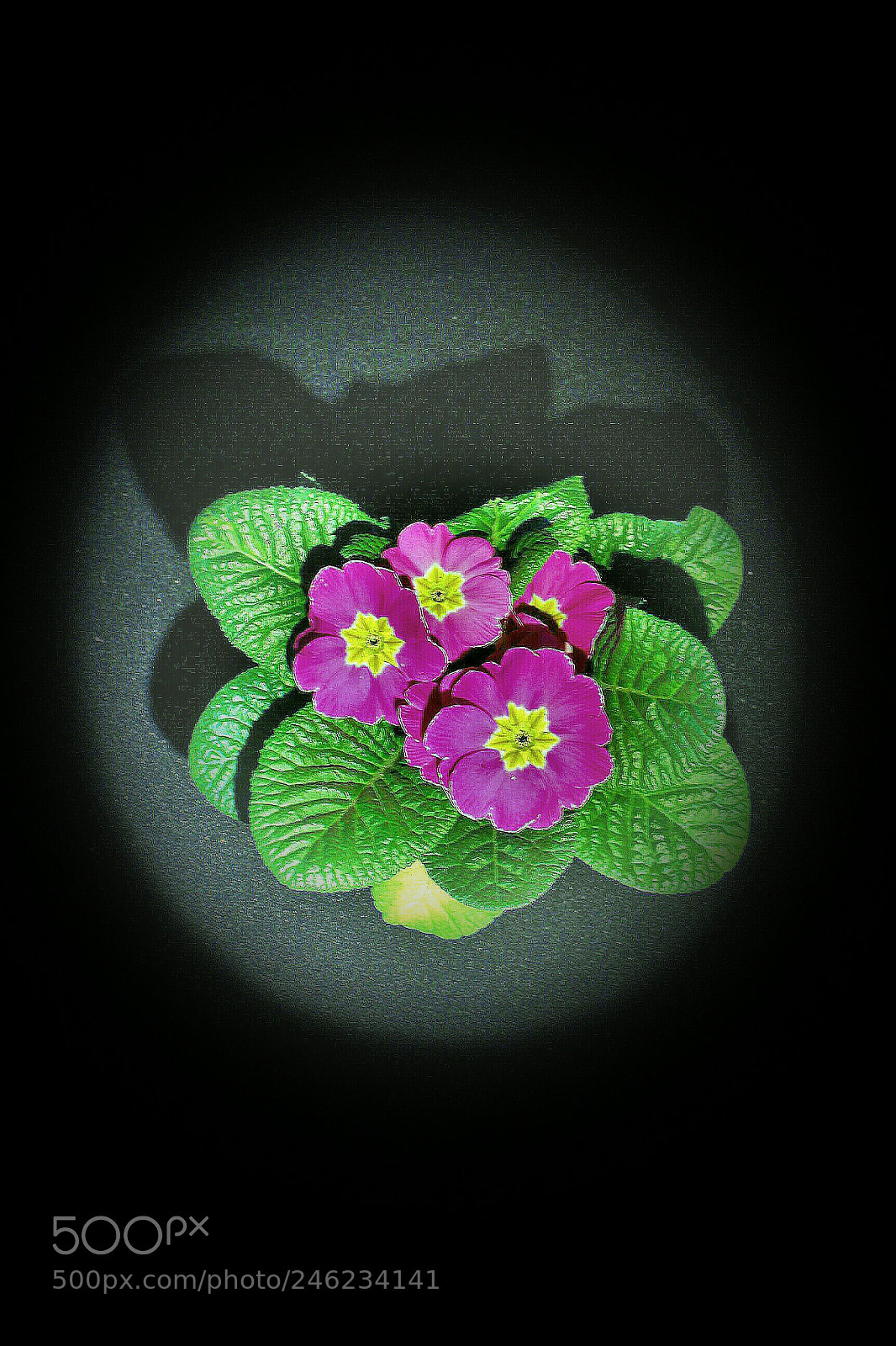 Canon EOS 700D (EOS Rebel T5i / EOS Kiss X7i) sample photo. Planta en flor pr photography