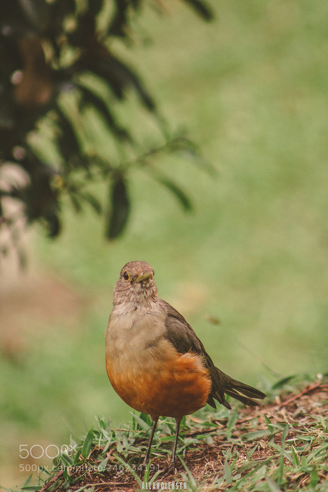 Canon EOS 1200D (EOS Rebel T5 / EOS Kiss X70 / EOS Hi) sample photo. Little bird photography