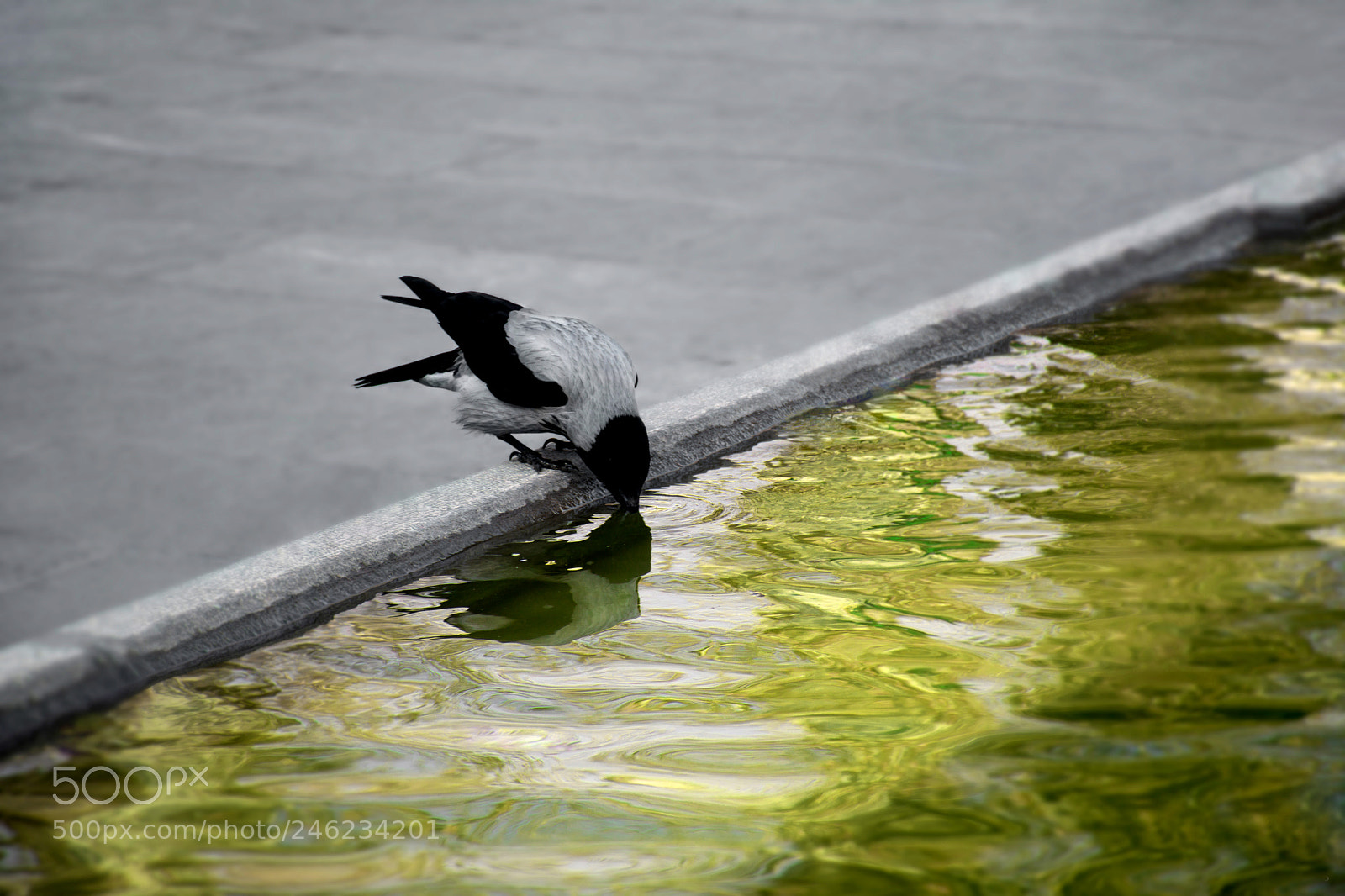 Nikon D7100 sample photo. Thirsty crow photography