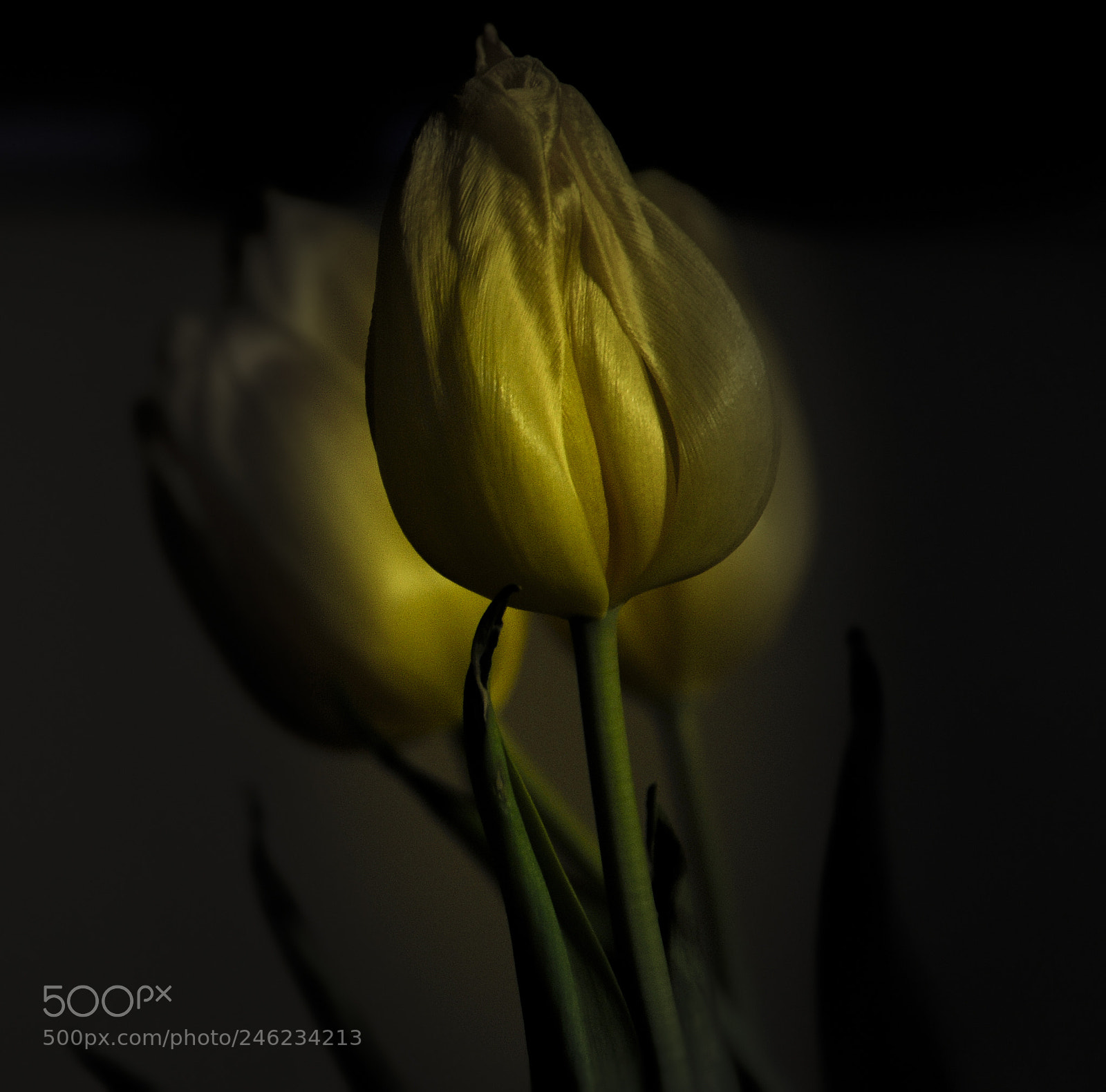 Nikon D300 sample photo. Tulip photography