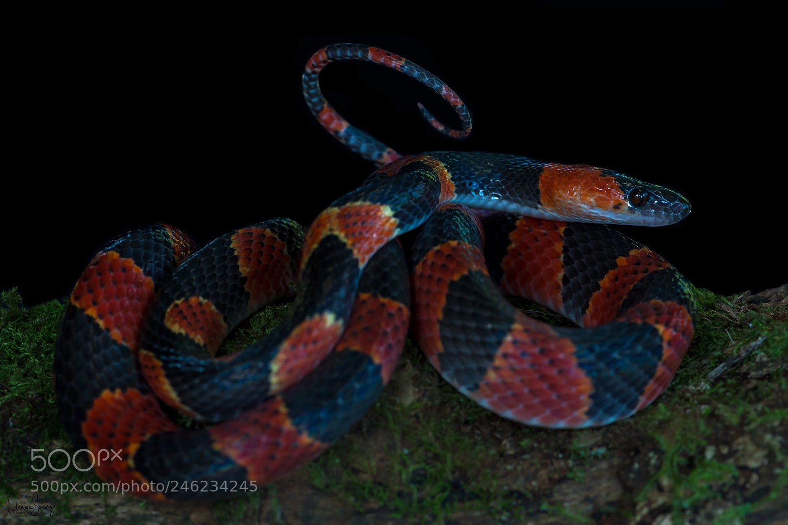 Nikon D4 sample photo. Bush racer photography