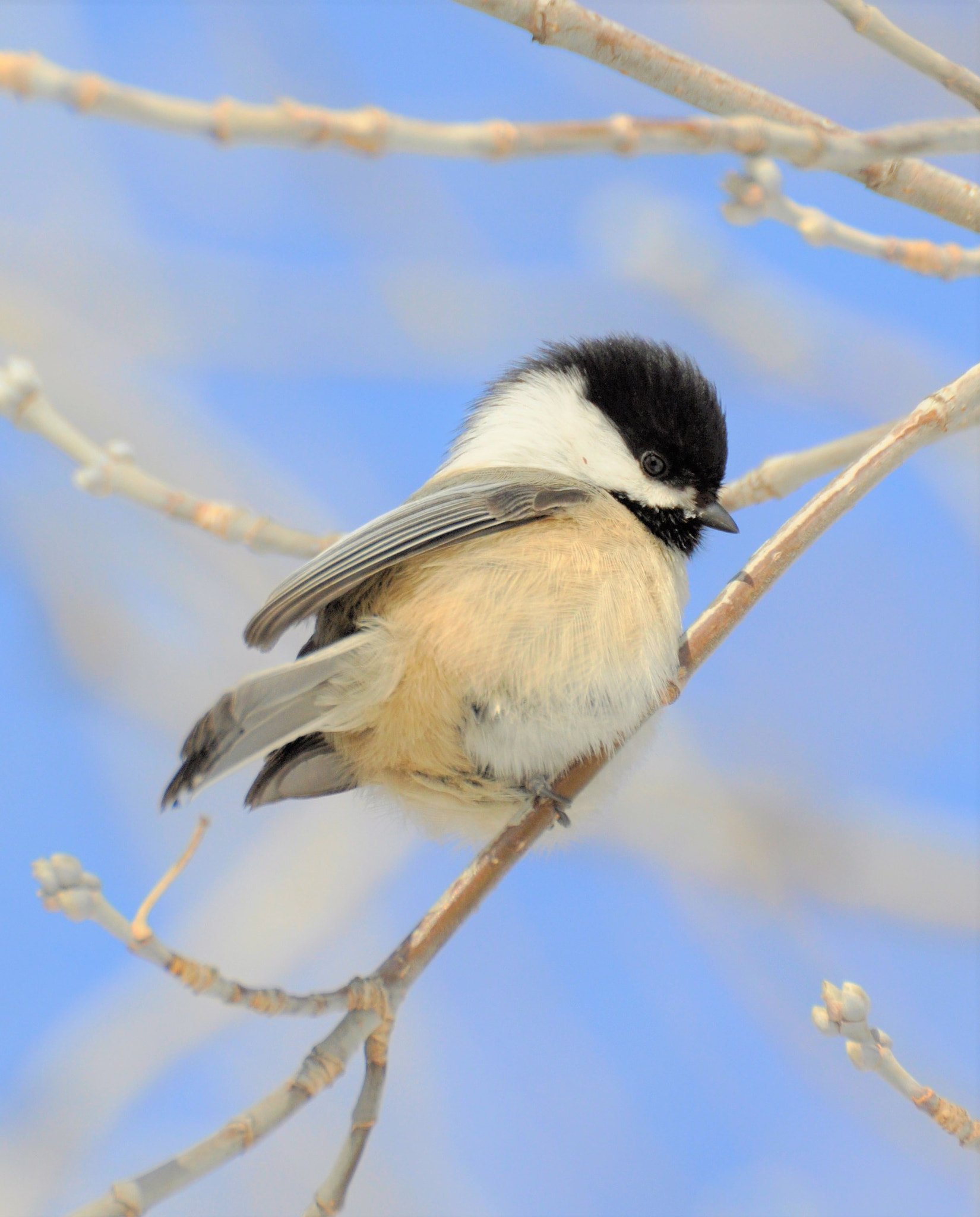 Nikon D90 sample photo. Chickadee photography