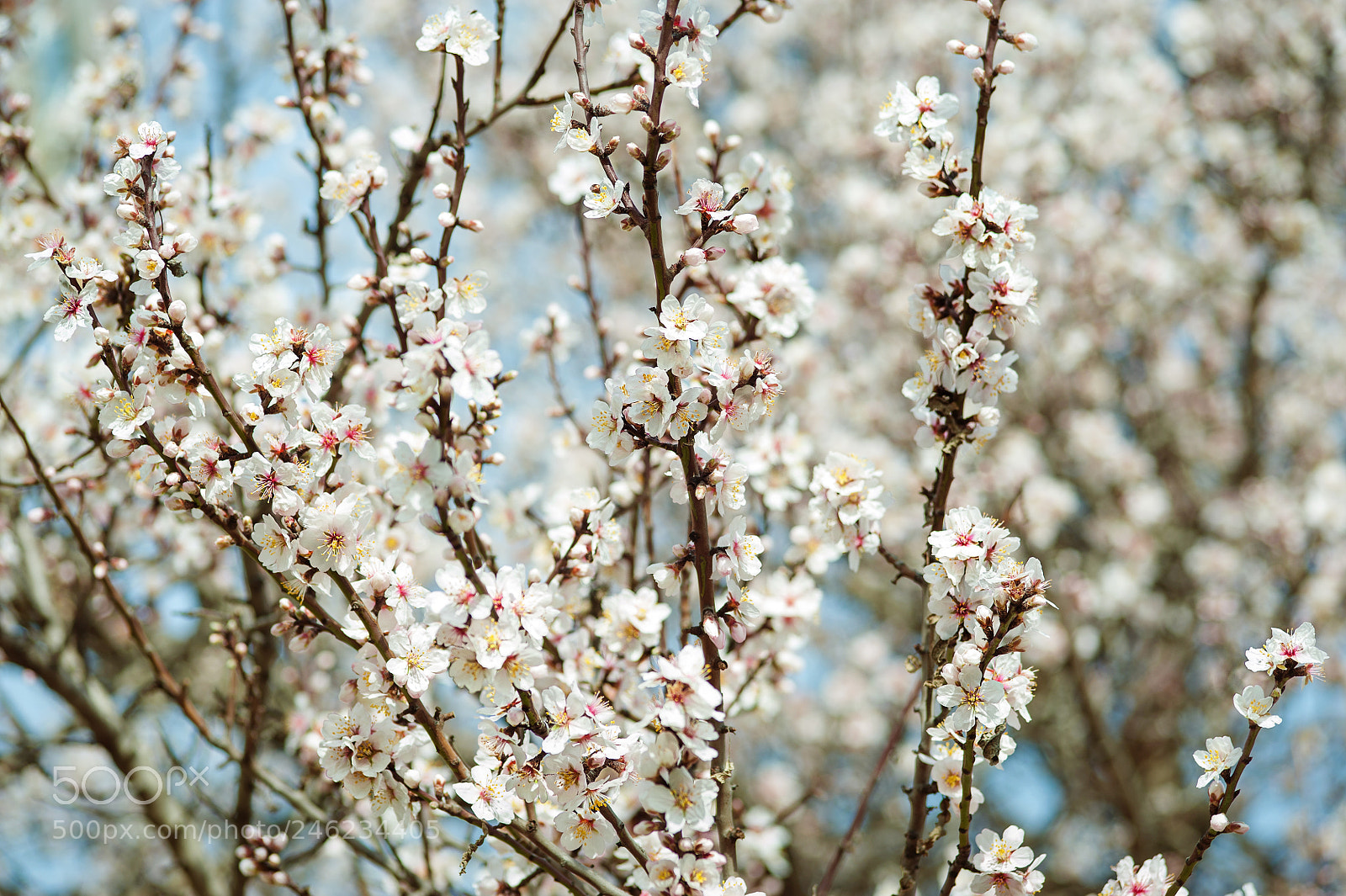 Nikon D700 sample photo. Apricot flowers in spring photography