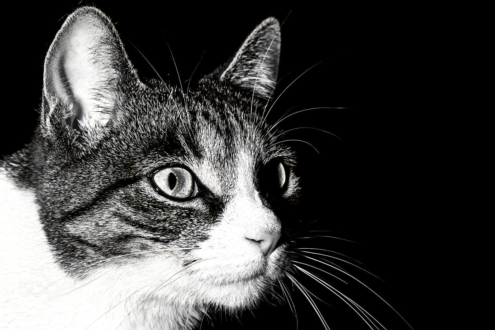 Nikon D3400 sample photo. Bn cat photography