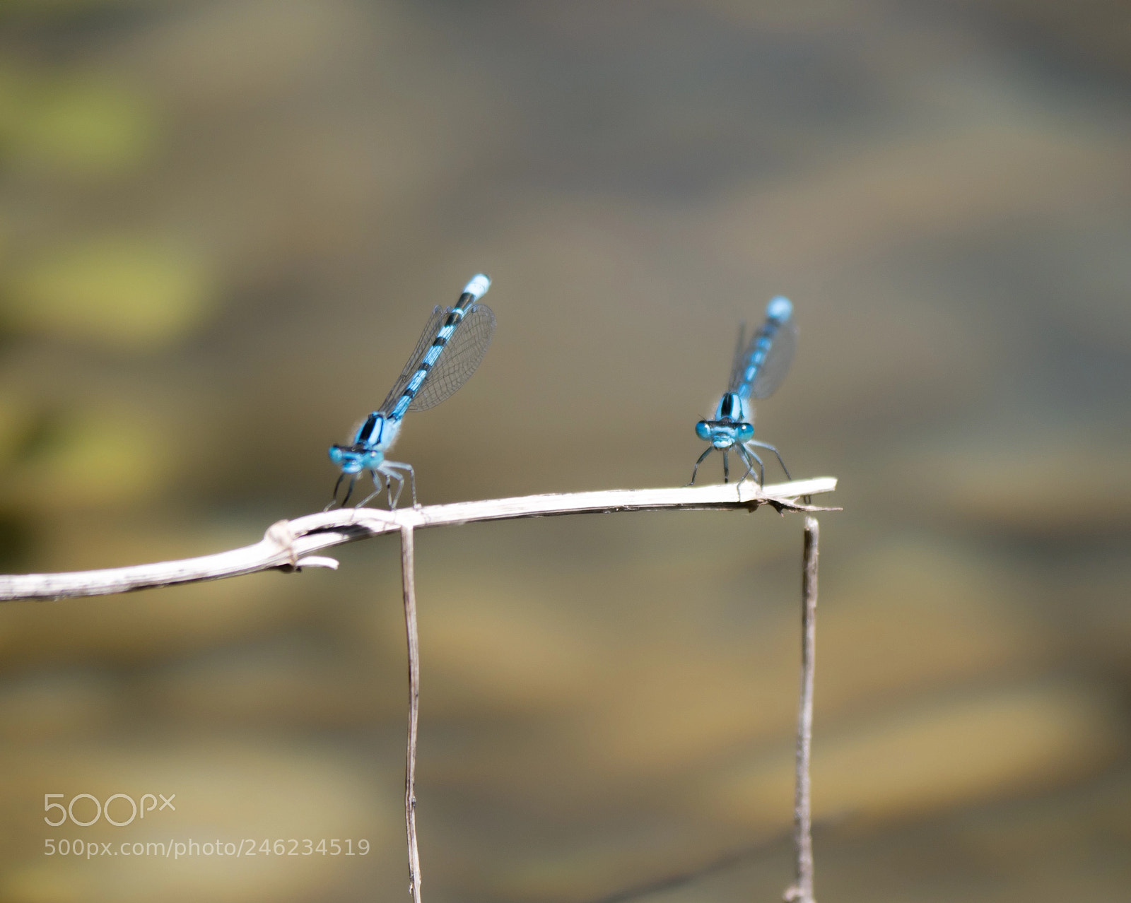 Panasonic DMC-G70 sample photo. Dragon flies photography