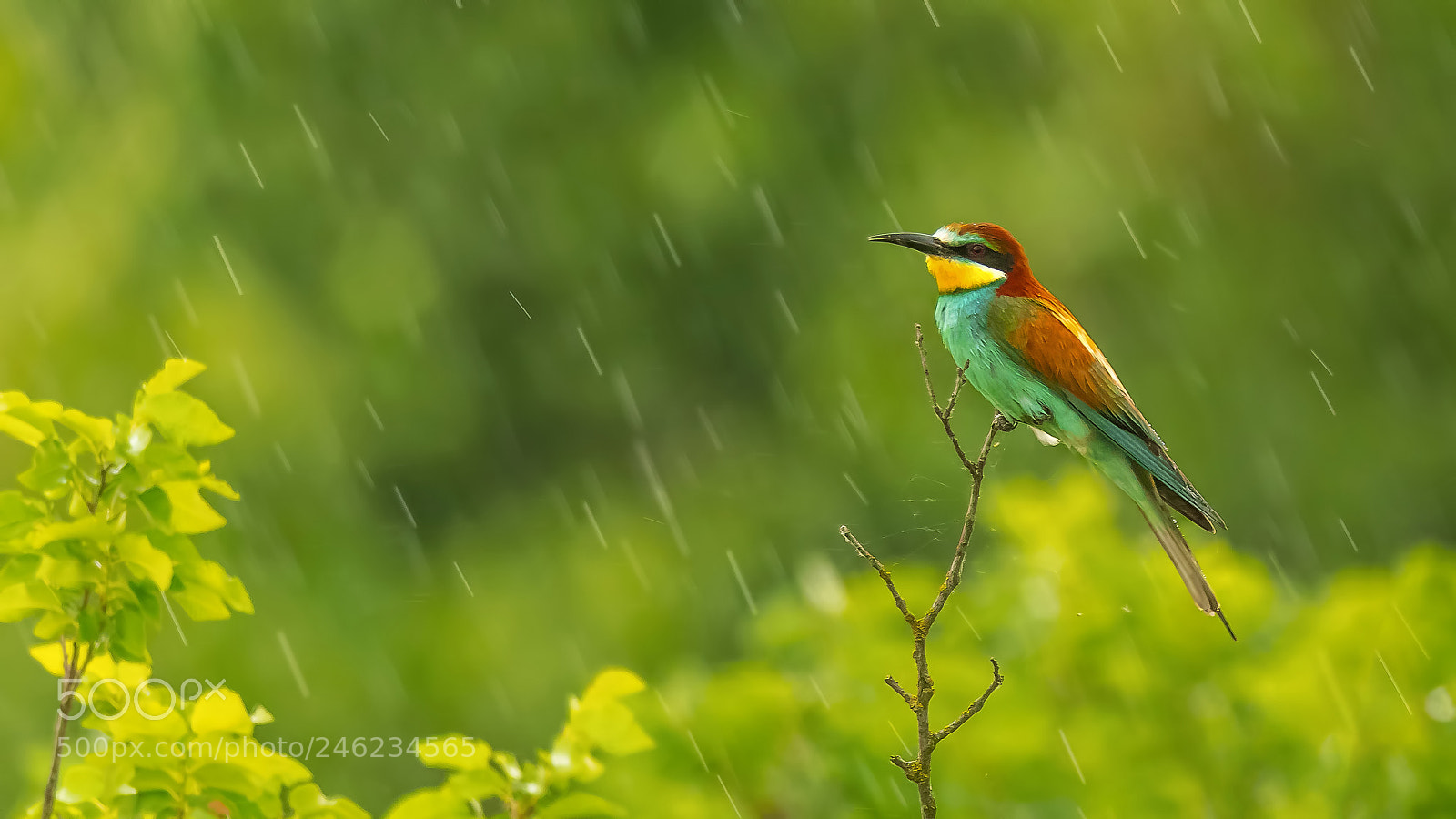 Nikon D810 sample photo. European bee-eater photography