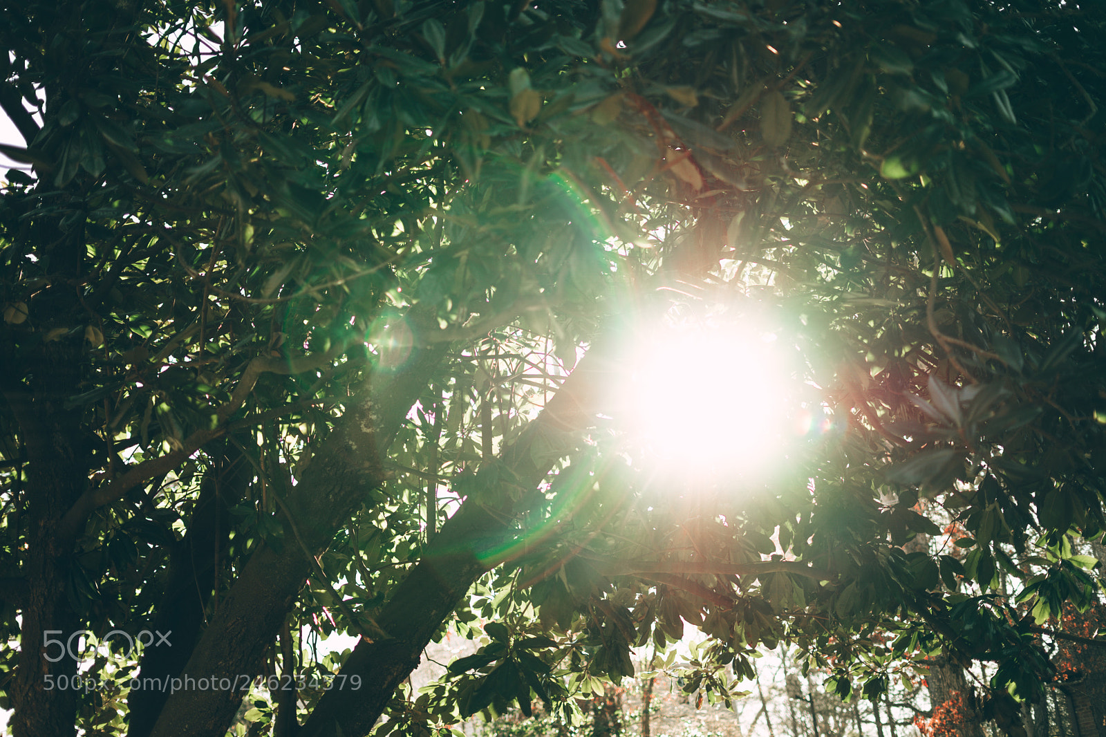 Sony a7 sample photo. Light photography