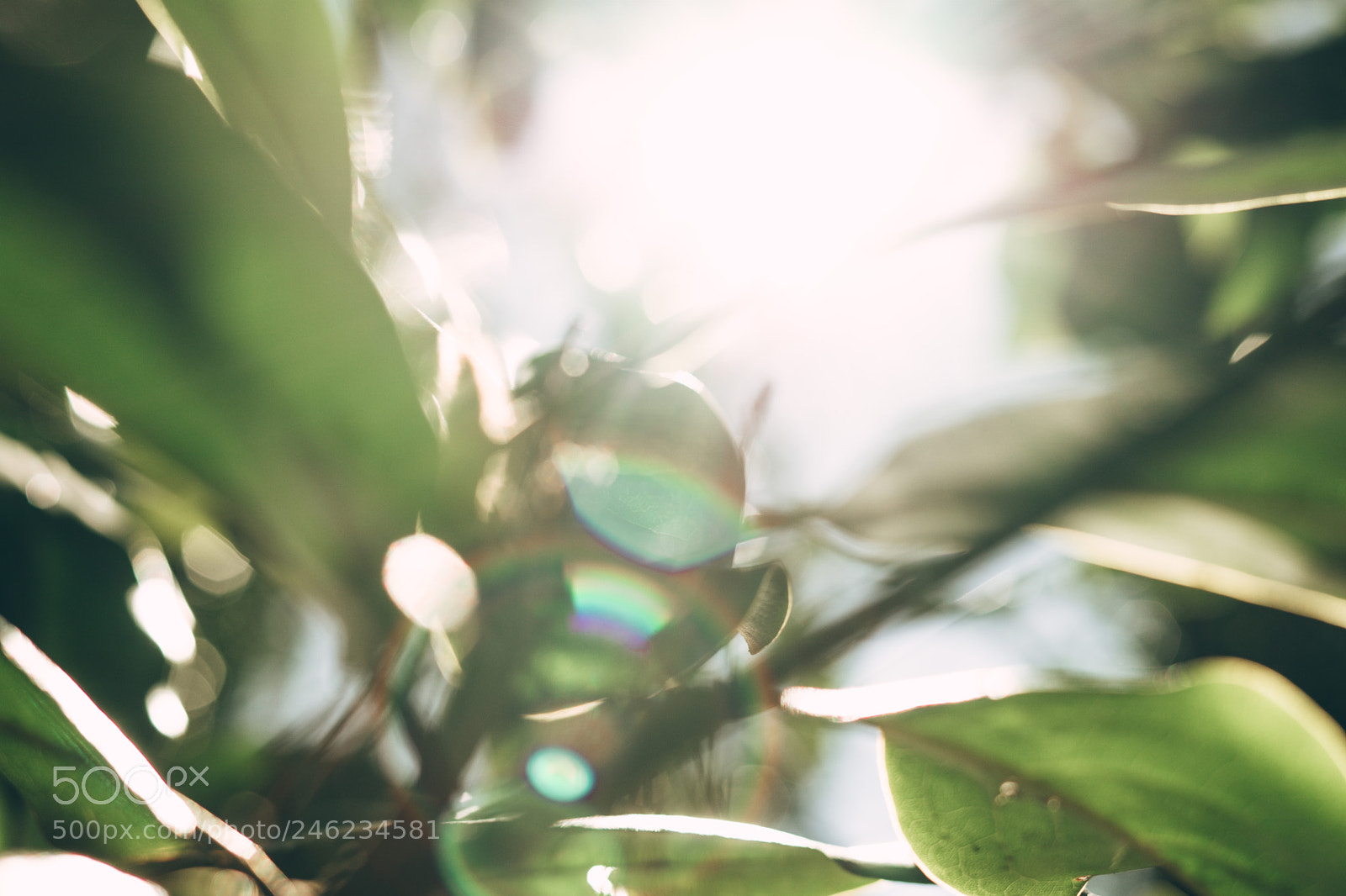 Sony a7 sample photo. Magnolia photography