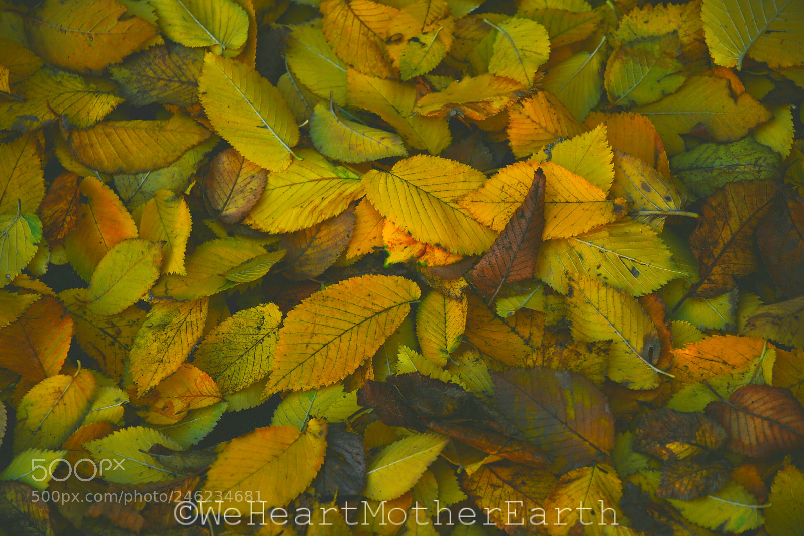 Nikon D500 sample photo. Learn about intentions, for photography