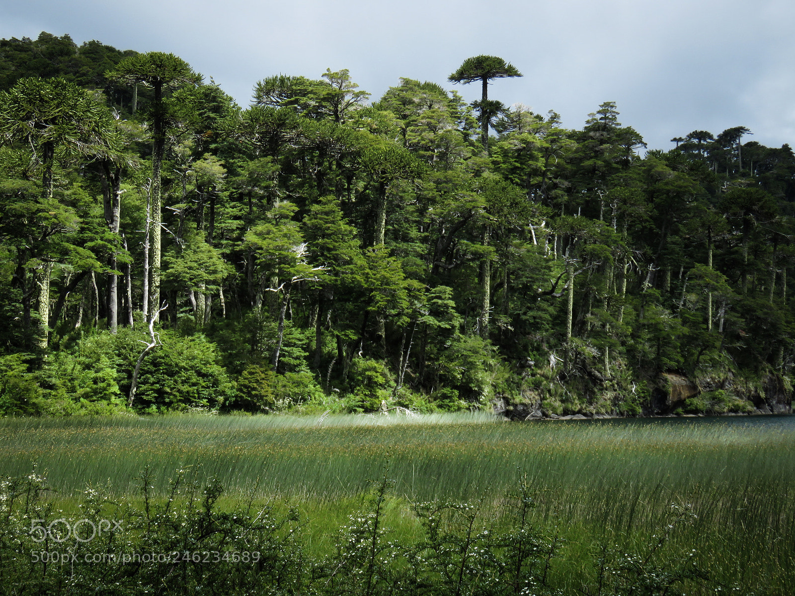 Canon PowerShot SX60 HS sample photo. Lago verde, parque nacional photography