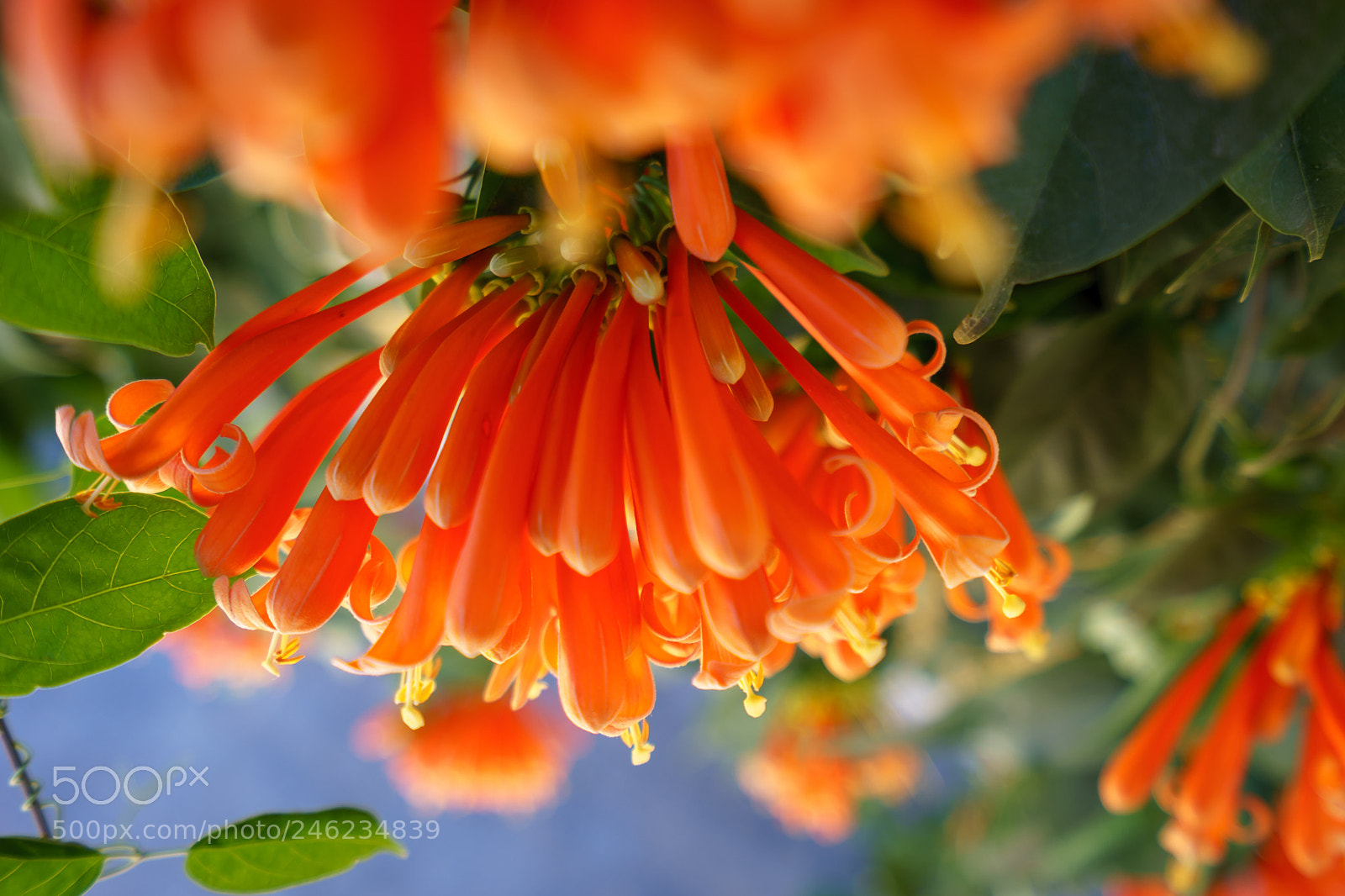 Sony a7 II sample photo. Spring flora photography