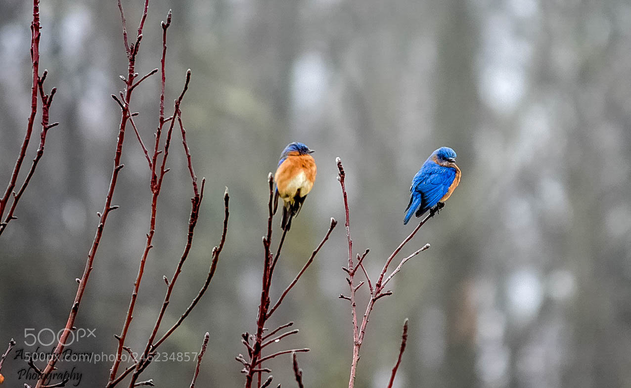 Nikon D7200 sample photo. Eastern bluebirds photography