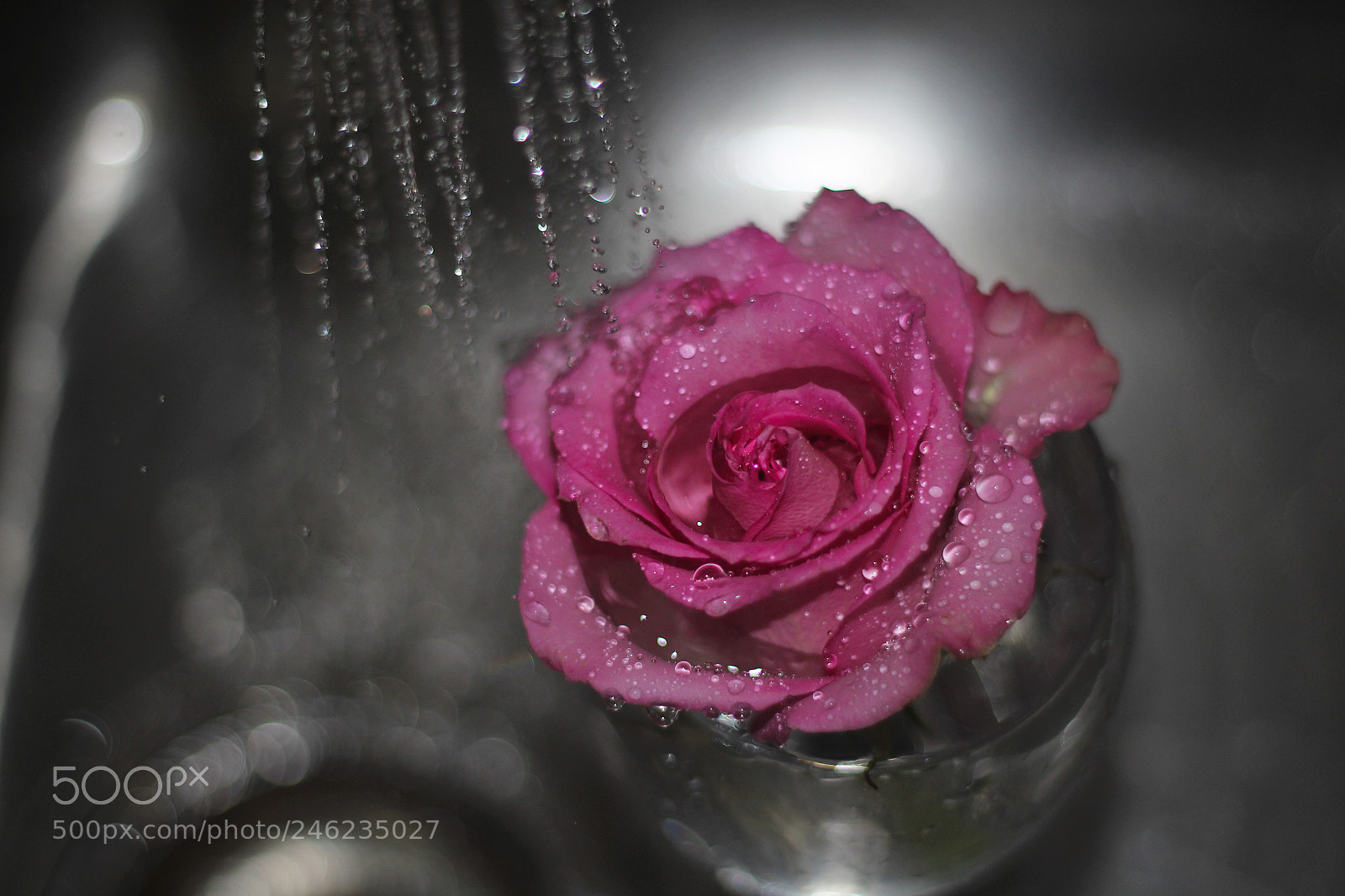 Canon EOS 650D (EOS Rebel T4i / EOS Kiss X6i) sample photo. Rose of any colour photography