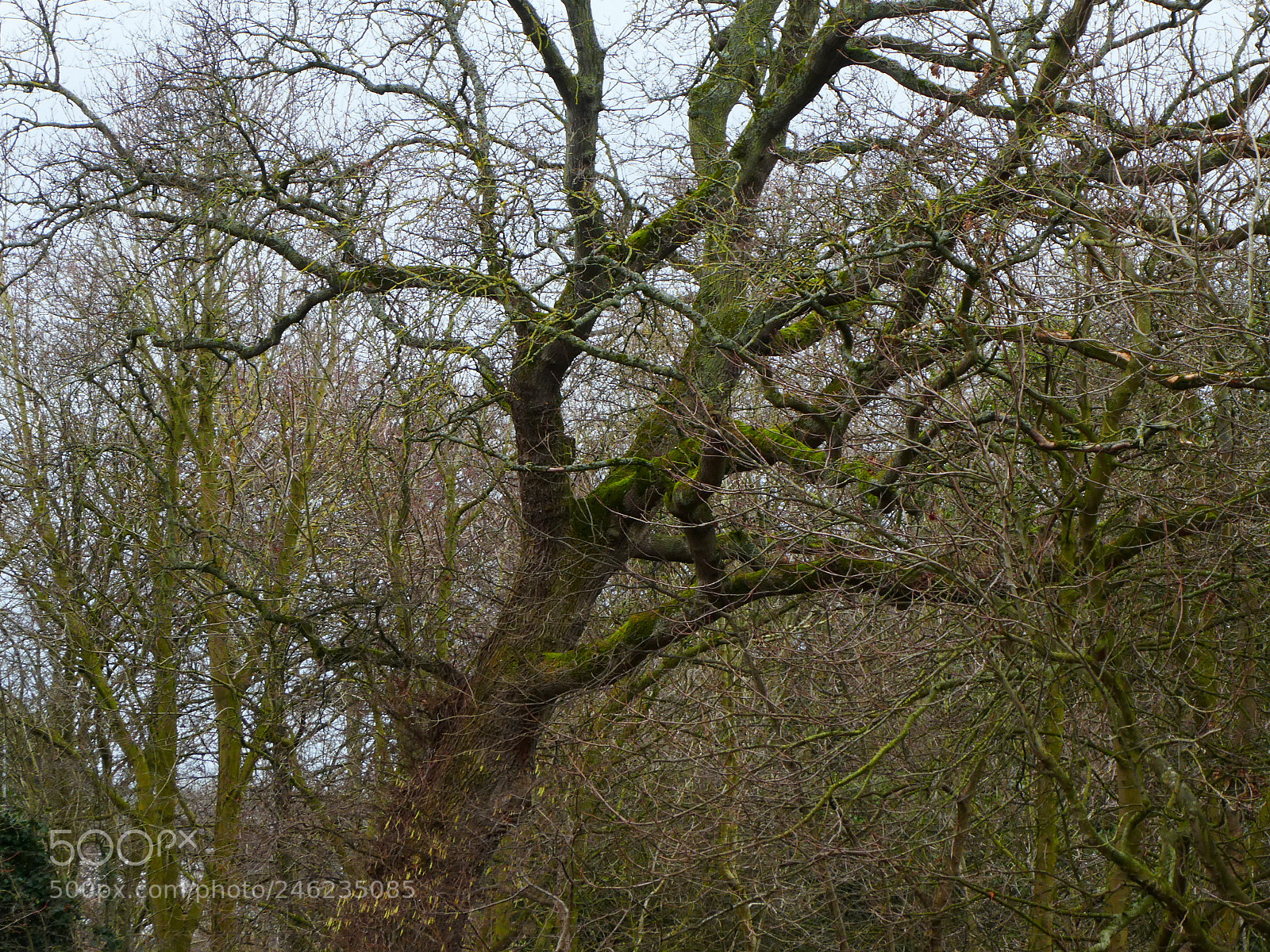 Panasonic DMC-TZ81 sample photo. Untitled photography